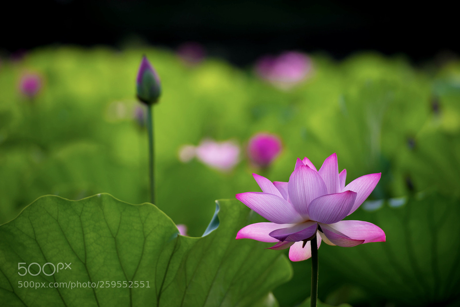 Nikon D750 sample photo. Lotus photography