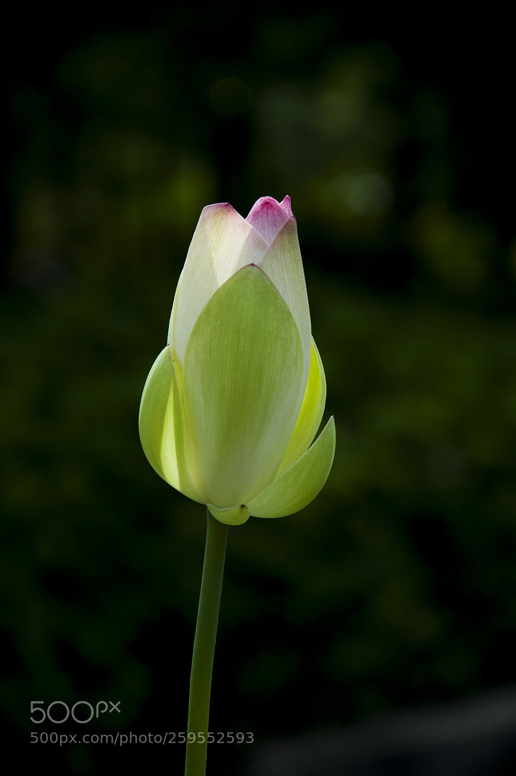 Nikon D90 sample photo. Lotus photography
