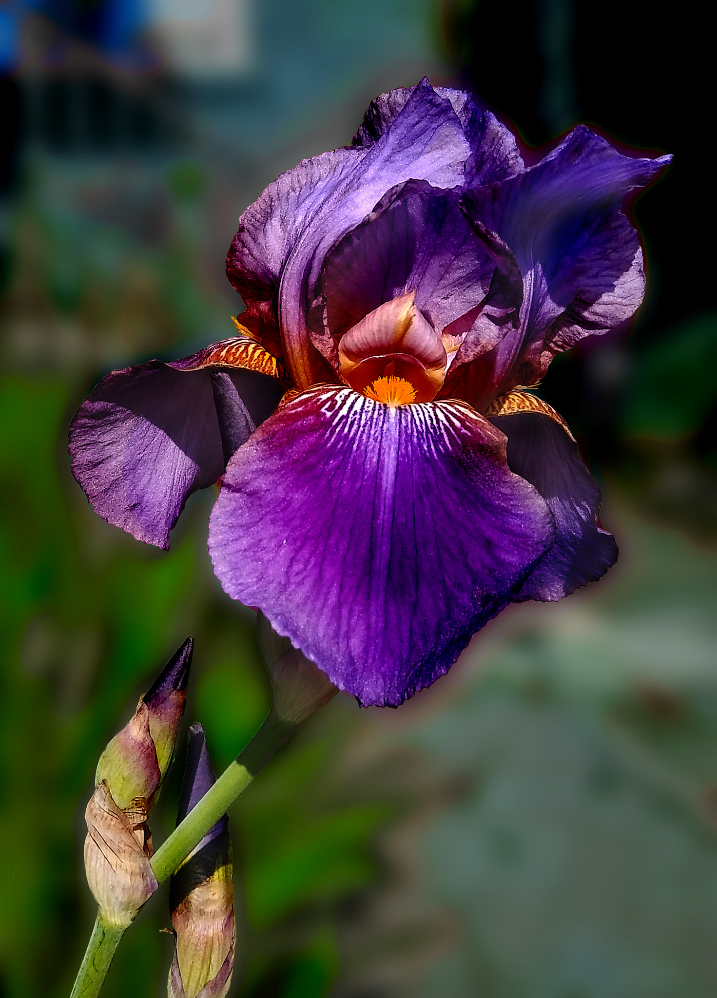 LG STYLO 2 PLUS sample photo. Beautiful purple iris photography