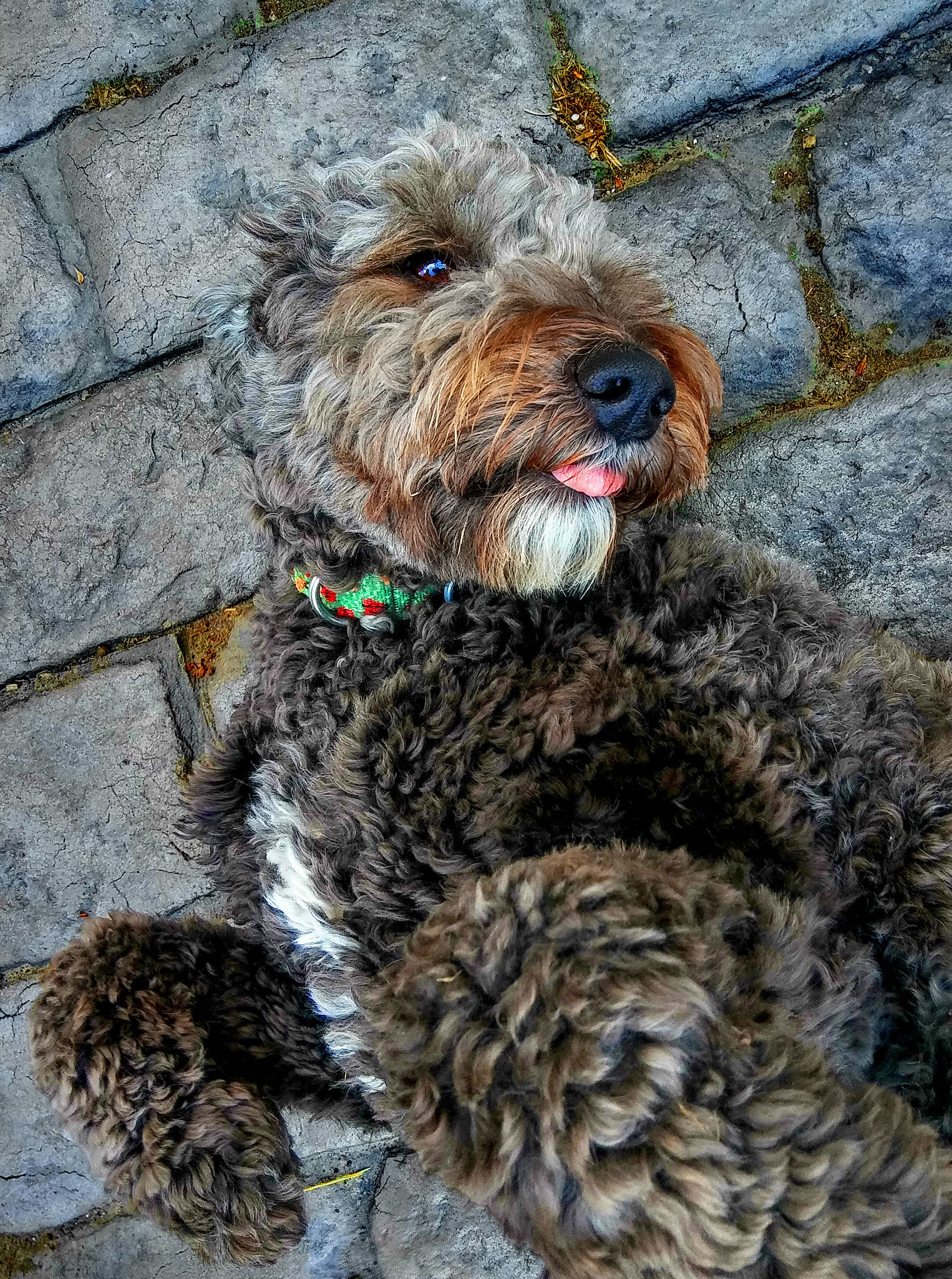 LG STYLO 2 PLUS sample photo. Doodle dog - 'rub my belly please!' photography