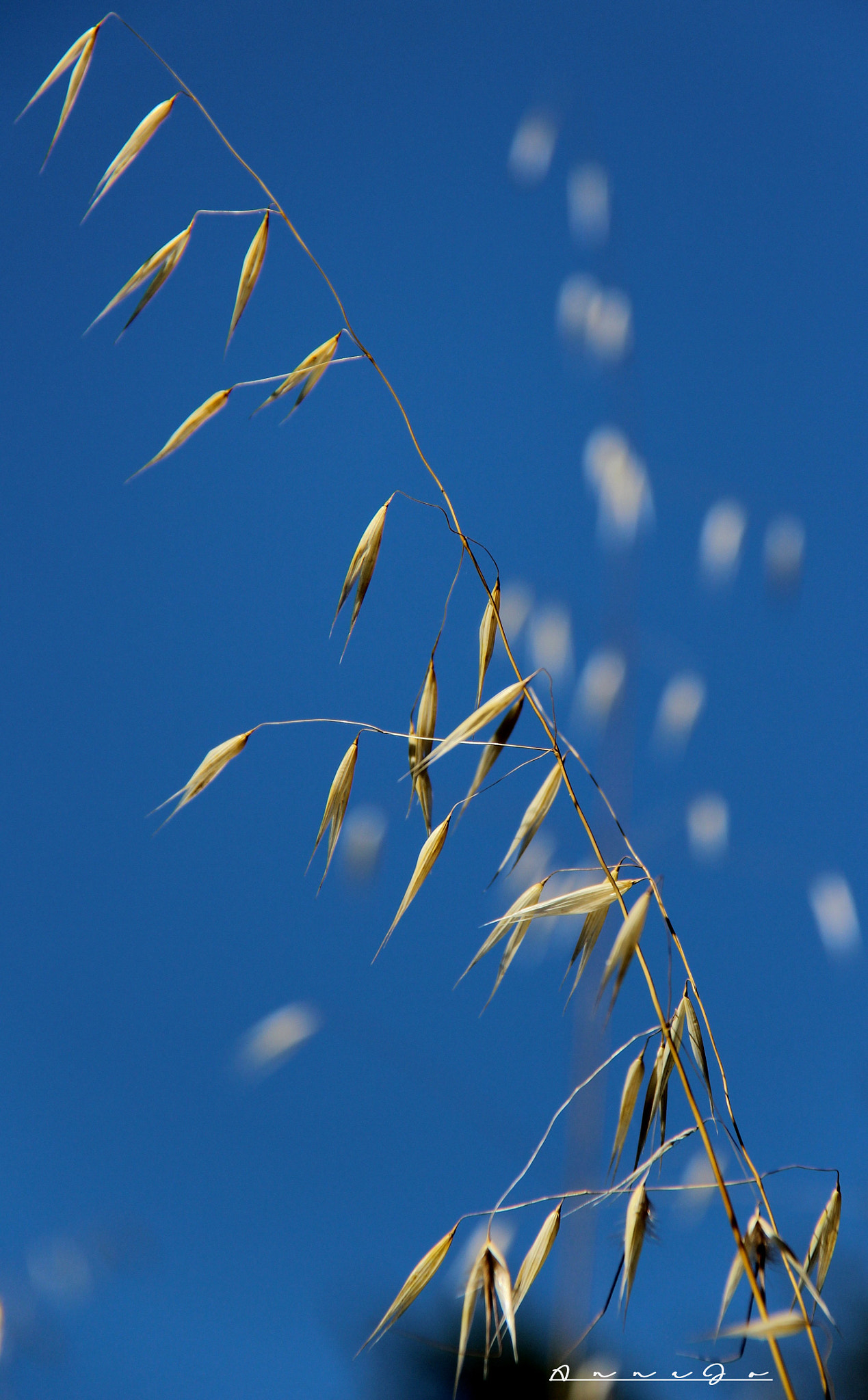 Canon EF-S 18-200mm F3.5-5.6 IS sample photo. Simple photography
