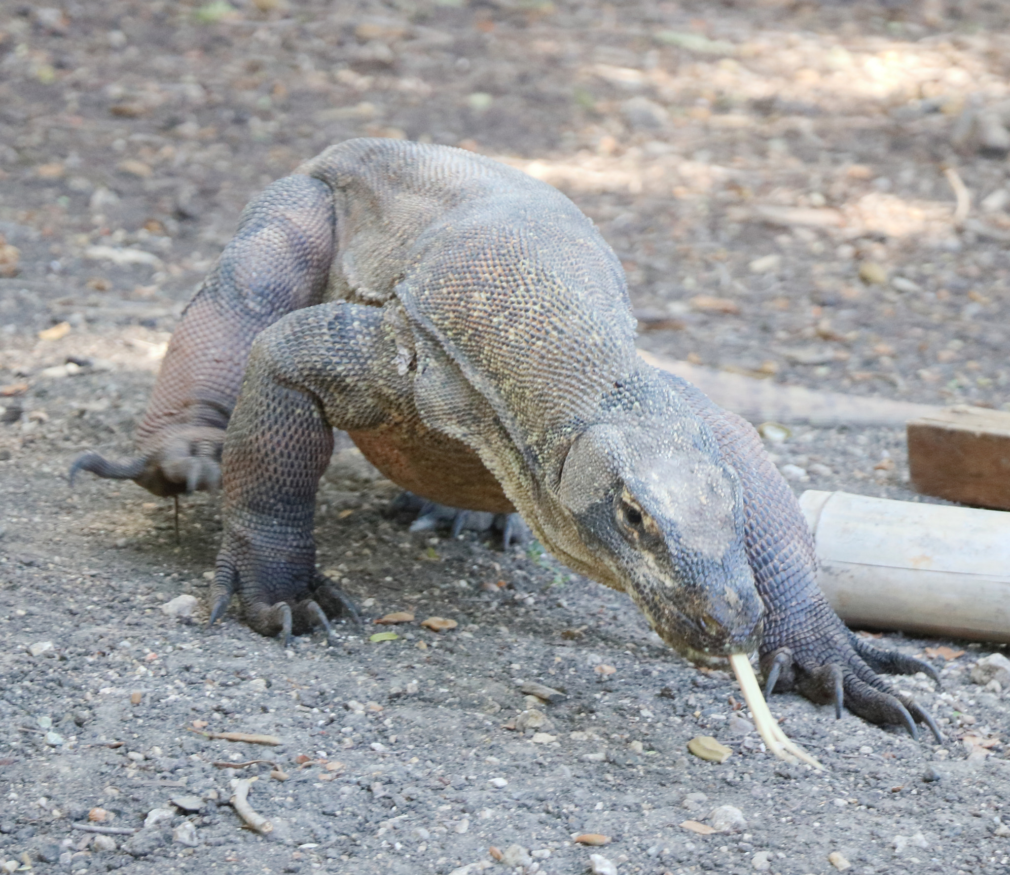 Canon EOS 760D (EOS Rebel T6s / EOS 8000D) + Canon EF-S 18-135mm F3.5-5.6 IS STM sample photo. Komodo dragon photography