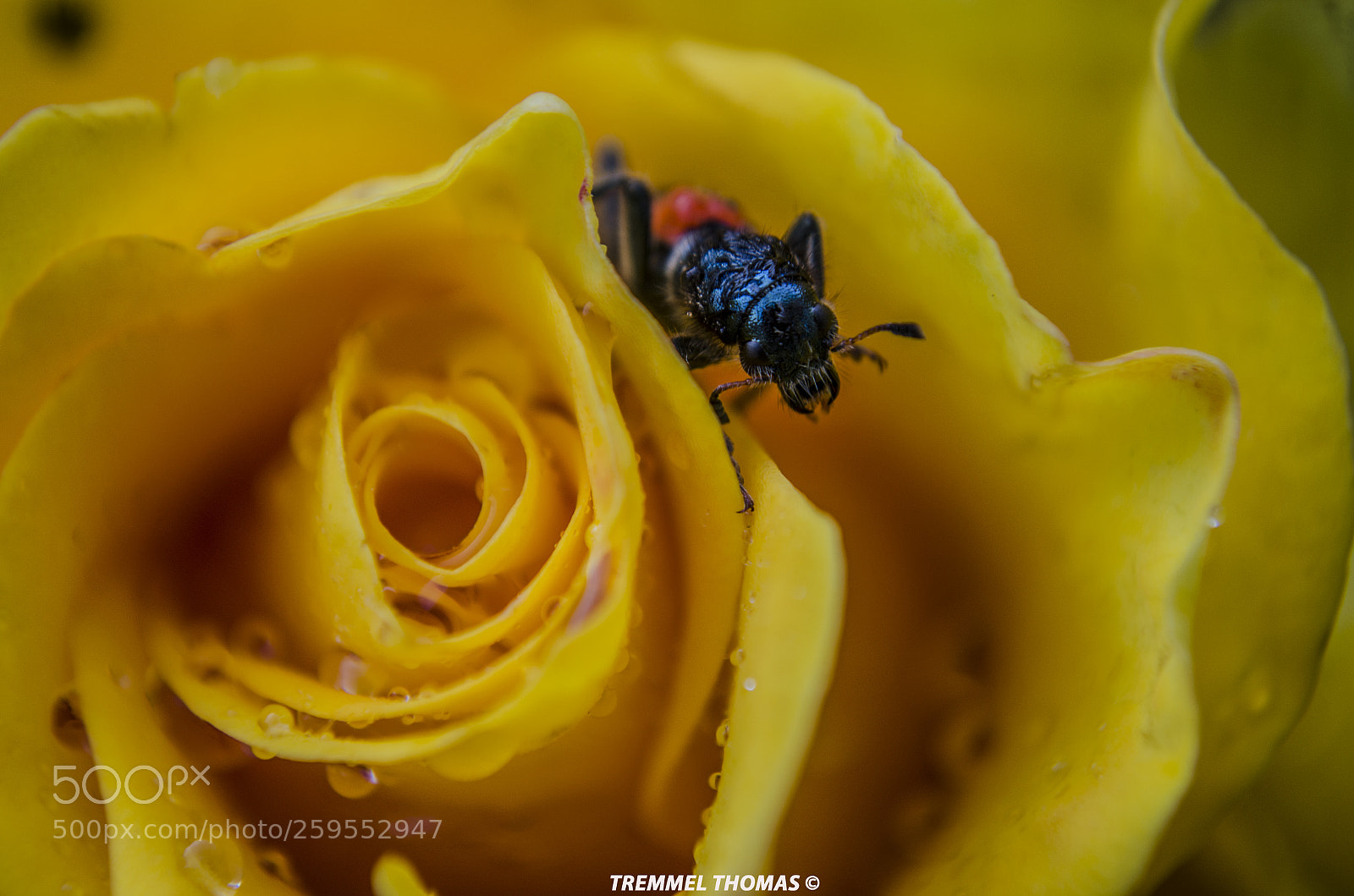 Nikon D5100 sample photo. A rose and a photography