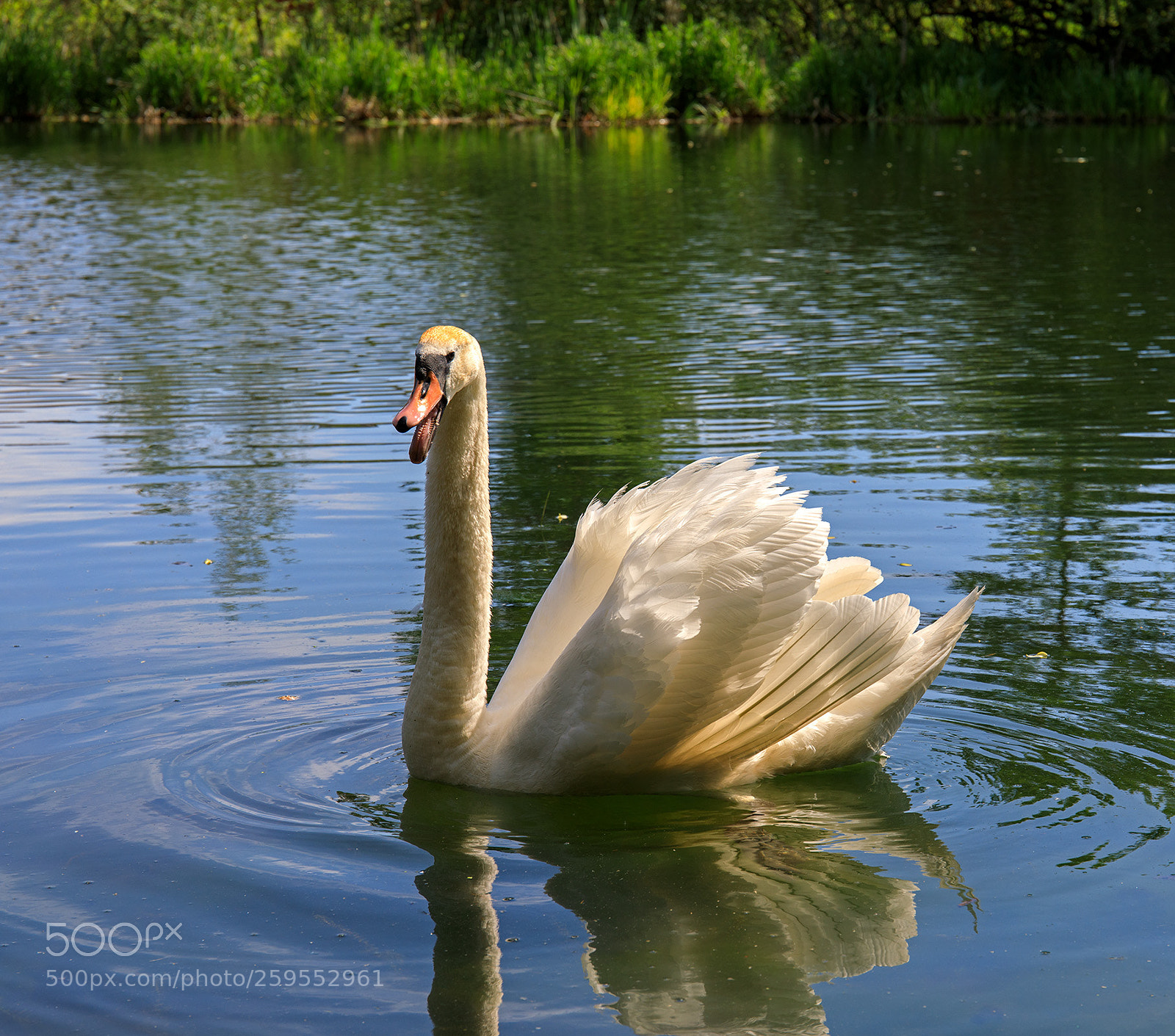 Canon EOS 5D Mark IV sample photo. Swan hissing photography