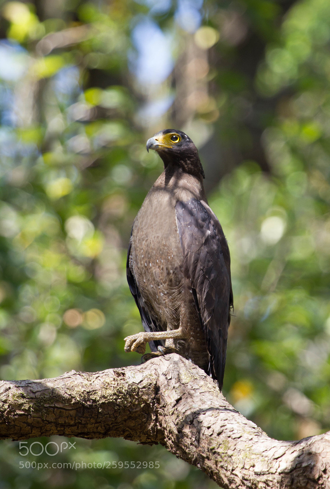 Canon EOS 550D (EOS Rebel T2i / EOS Kiss X4) sample photo. Serpent eagle photography