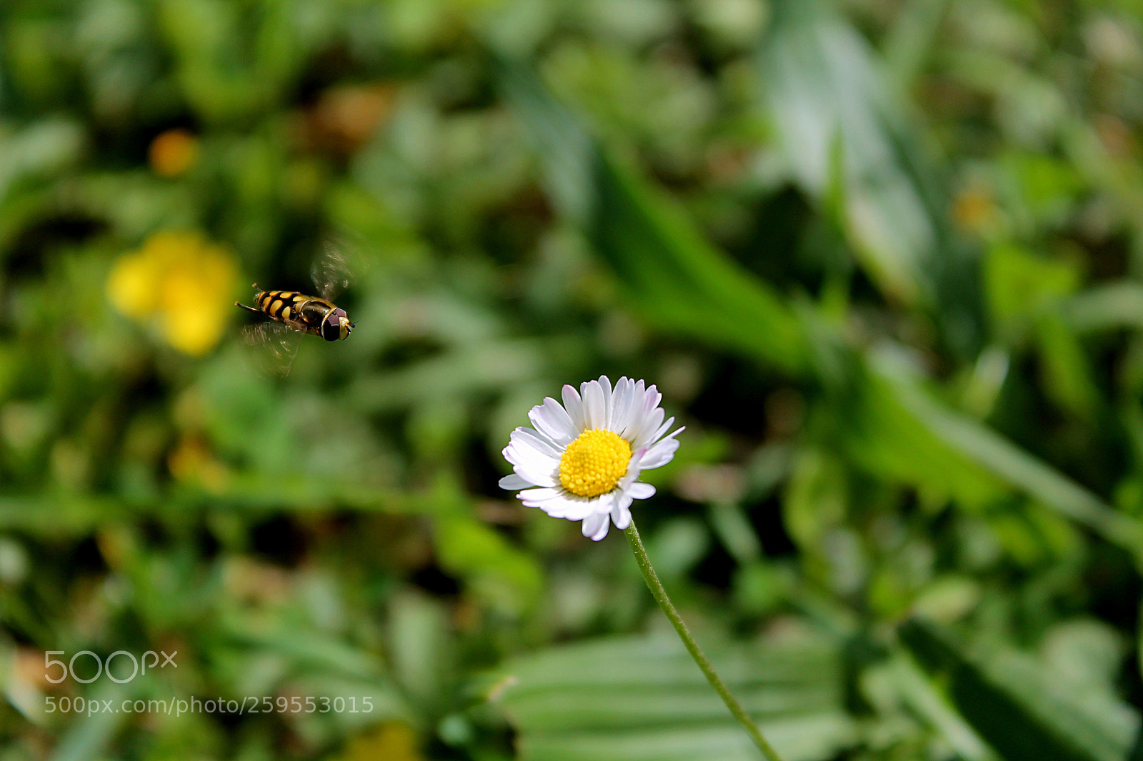 Canon EOS 1100D (EOS Rebel T3 / EOS Kiss X50) sample photo. Flower in sight photography