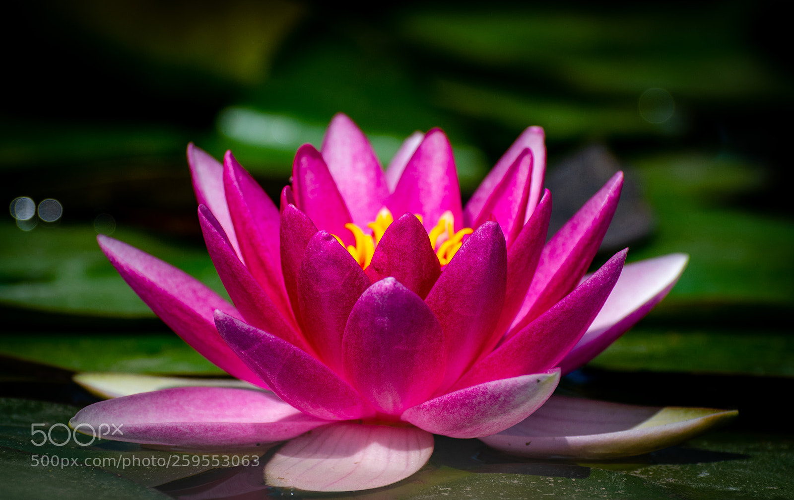 Nikon D5300 sample photo. Water lily photography
