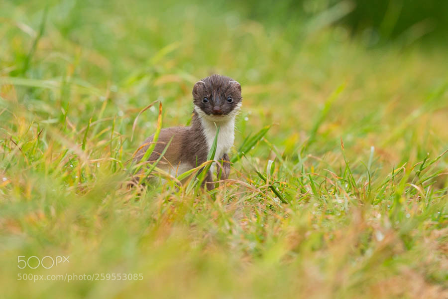 Canon EOS-1D X sample photo. Stoat kit photography