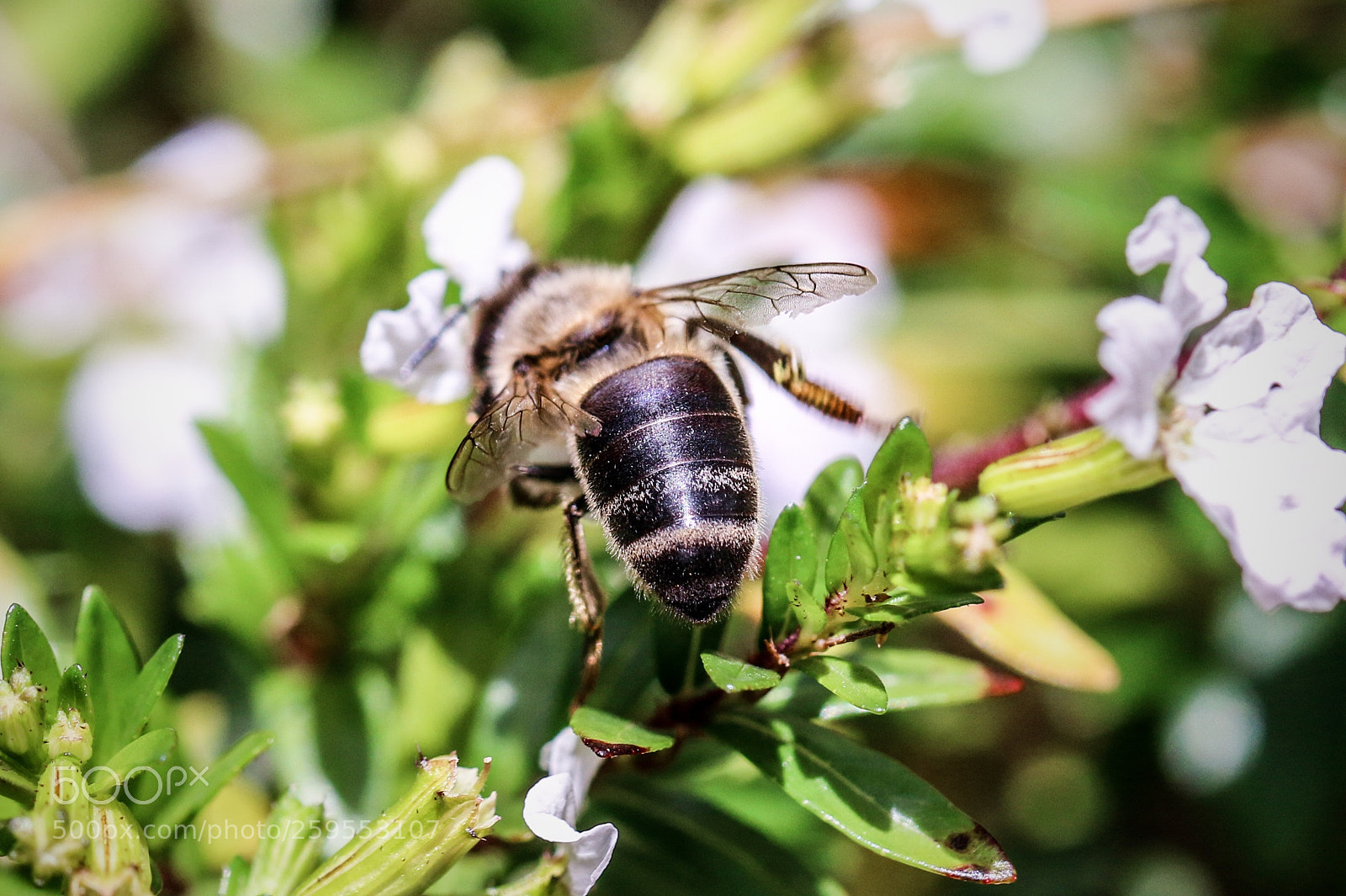 Canon EOS 70D sample photo. Bee ? photography