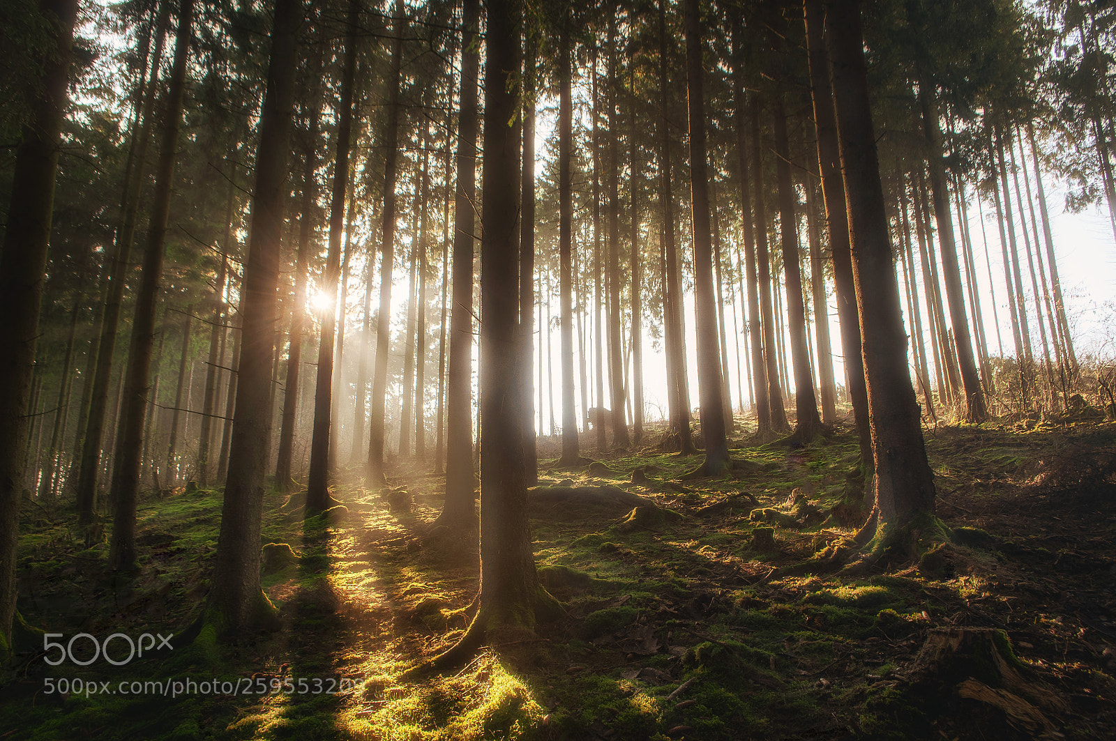 Nikon D5000 sample photo. Sunrise in the rothaargebirge photography