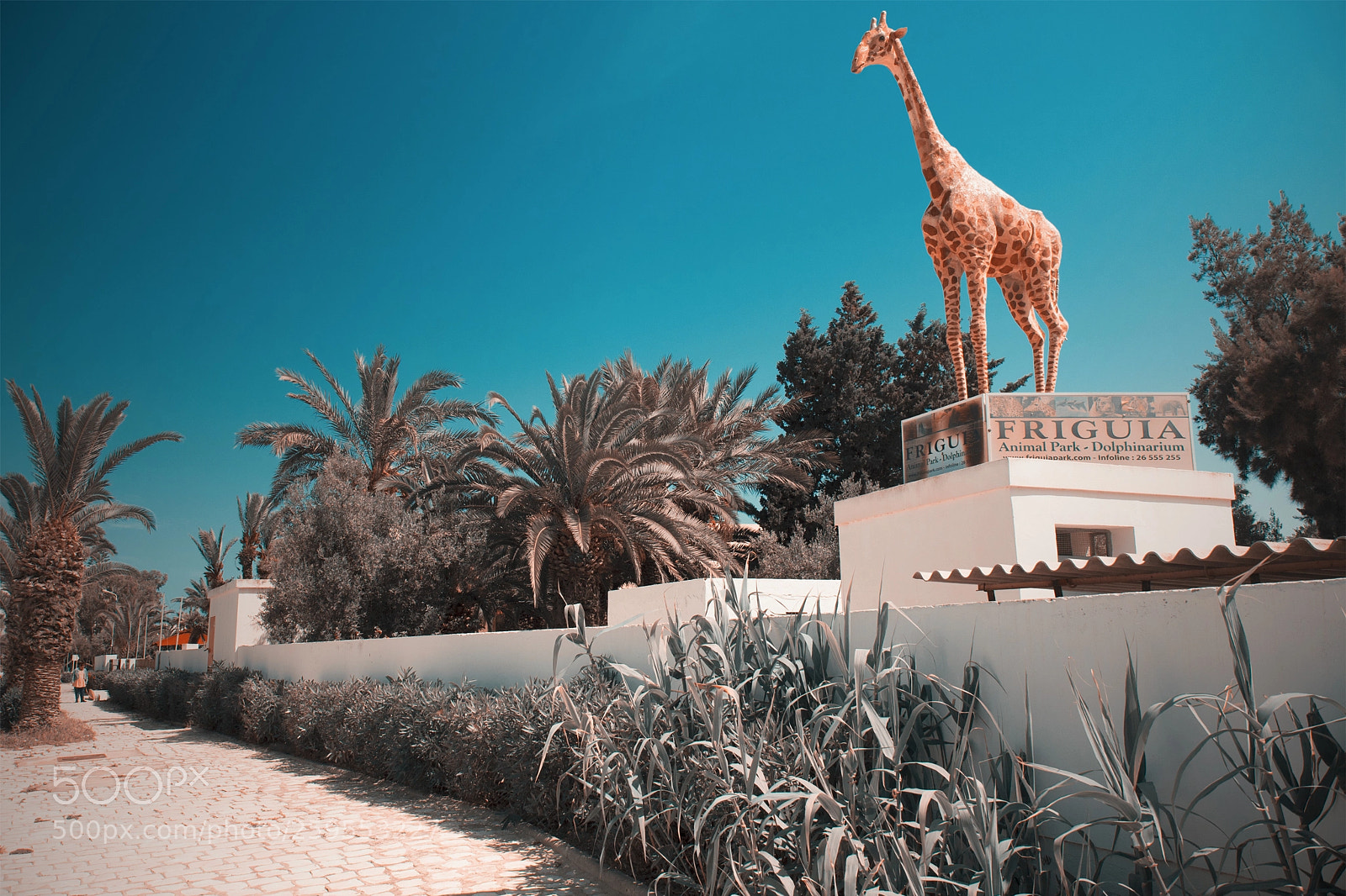 Canon EOS 7D Mark II sample photo. Giraffe photography