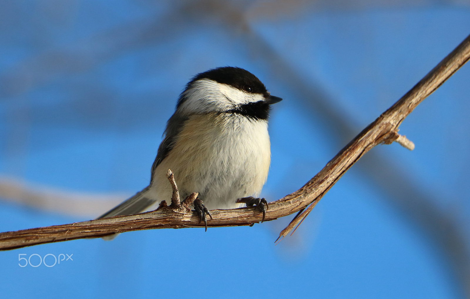 Canon EOS 760D (EOS Rebel T6s / EOS 8000D) sample photo. Black-capped chickadee photography