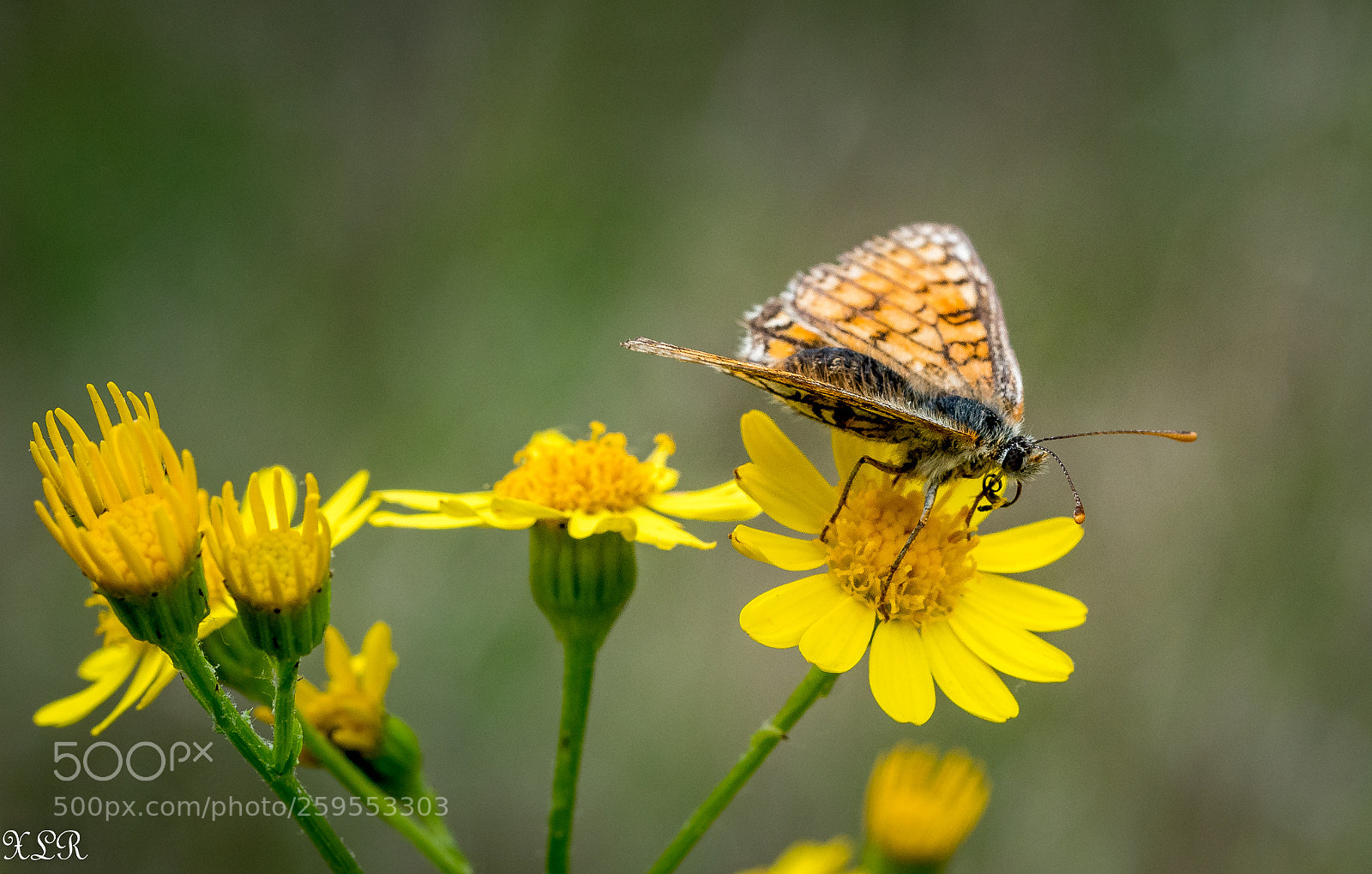 Sony a7R II sample photo. Lascrozes papillon photography