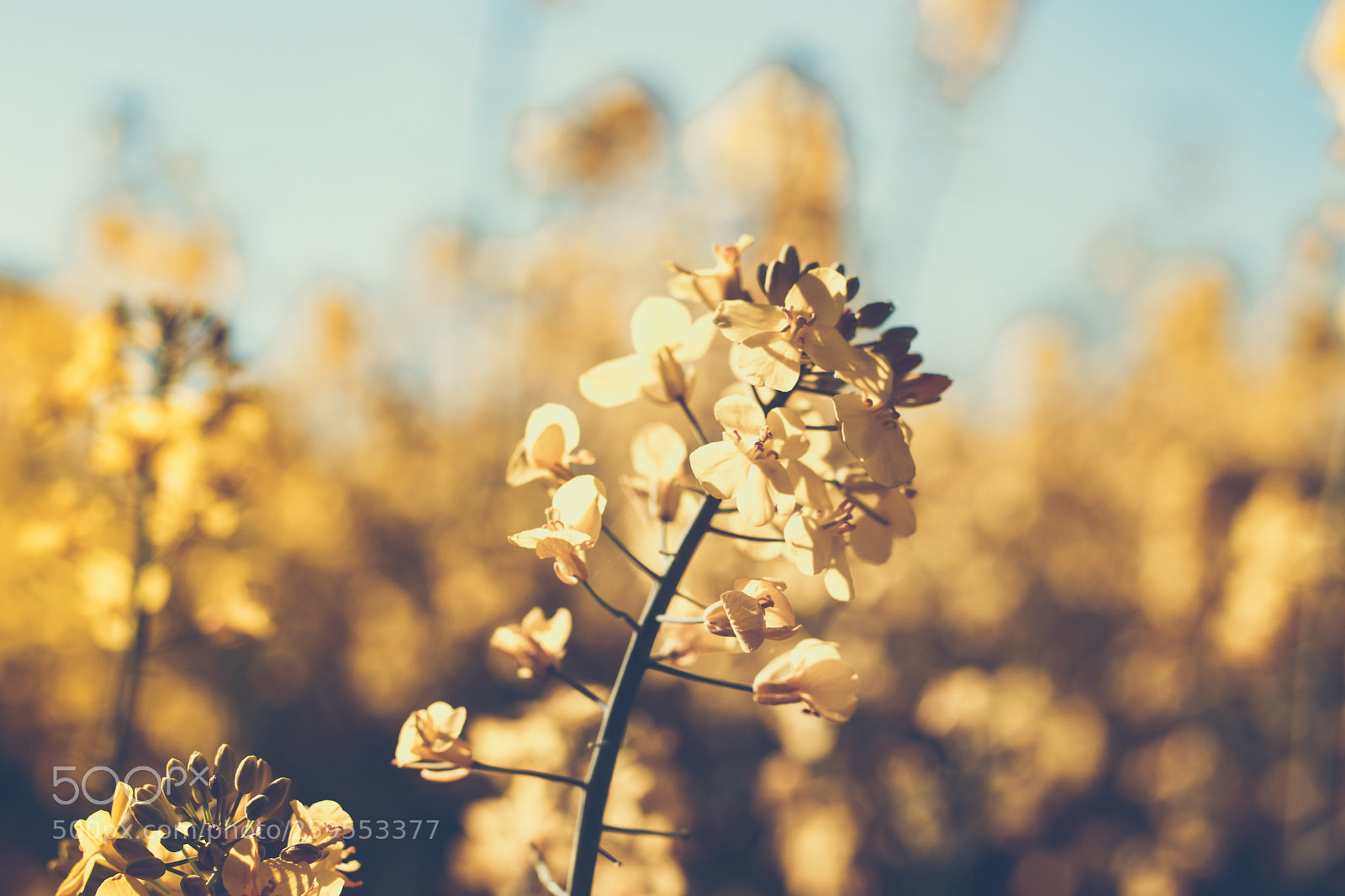 Canon EOS 77D (EOS 9000D / EOS 770D) sample photo. Colors photography