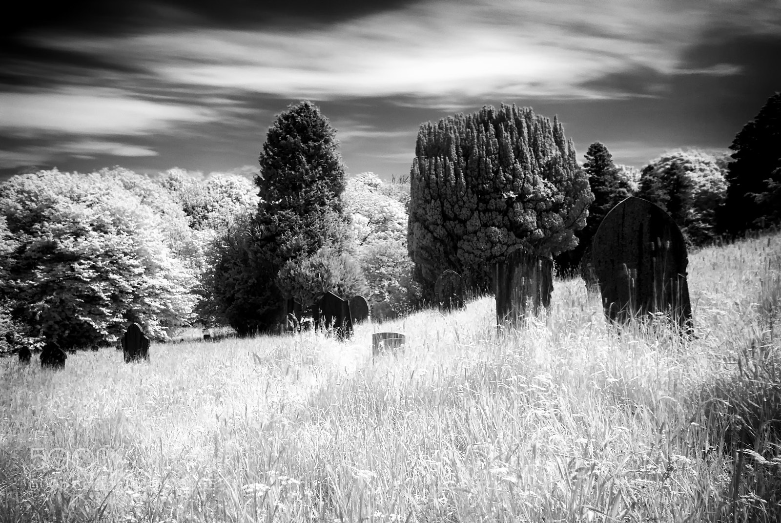 Nikon D200 sample photo. Overgrown graves infared 720nm photography