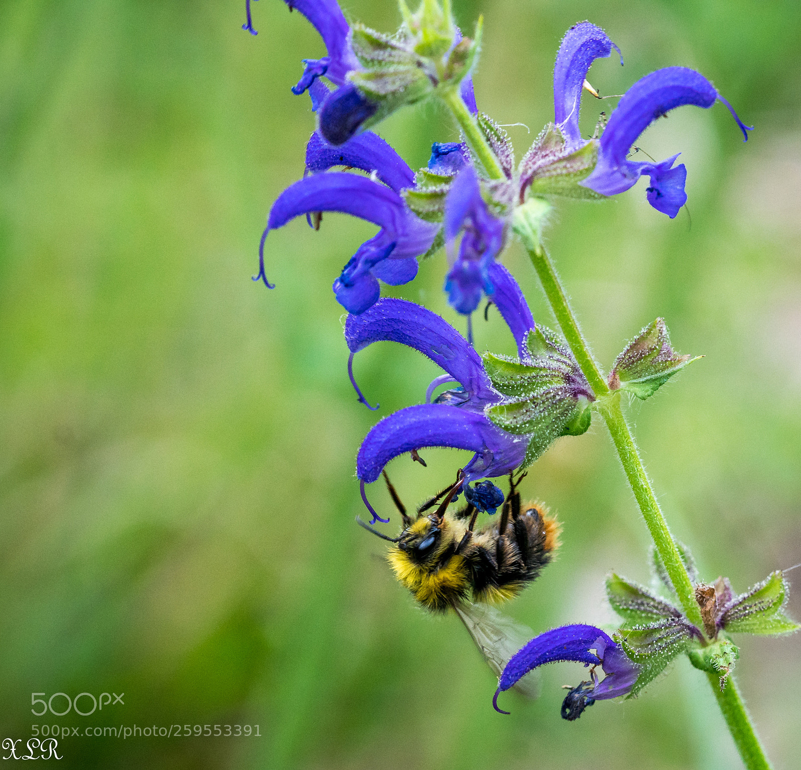 Sony a7R II sample photo. Lascrozes bee photography