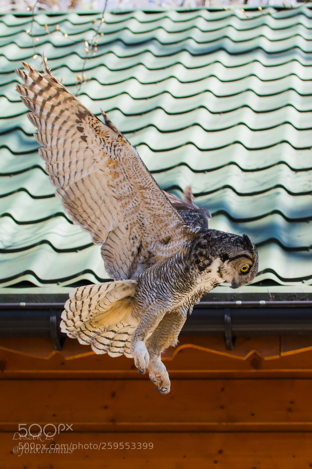 Nikon D7100 sample photo. Bubo virginianus photography