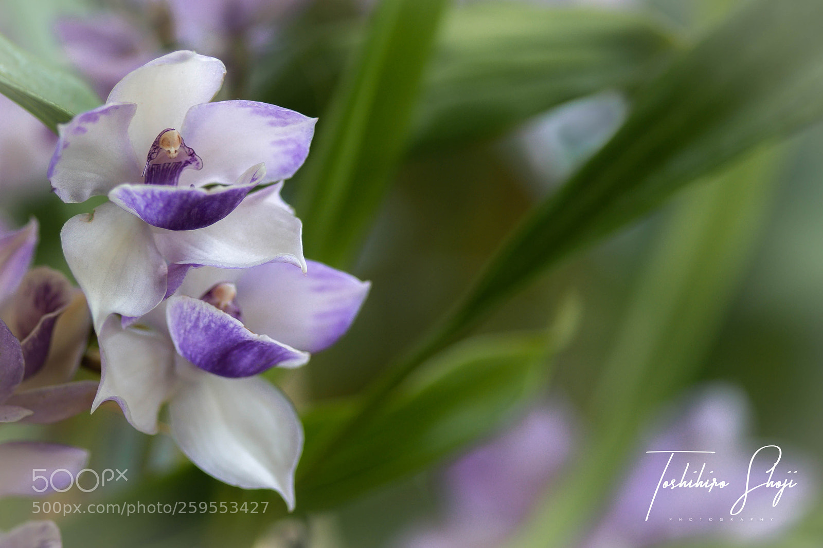 Sony SLT-A99V sample photo. Orchid 2018 (9) photography