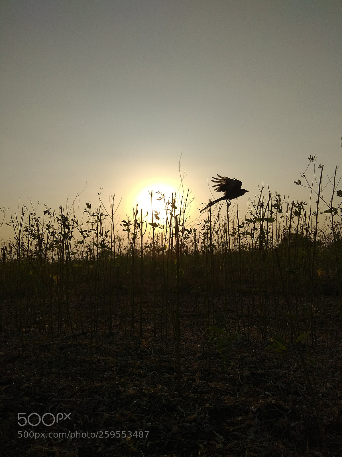 Xiaomi Redmi Note 4 sample photo. Untitled photography