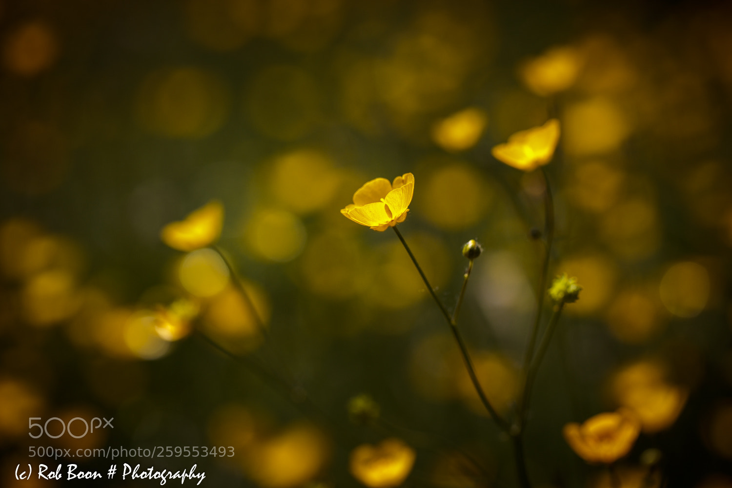 Canon EOS 5DS sample photo. Boterbloem 3 photography