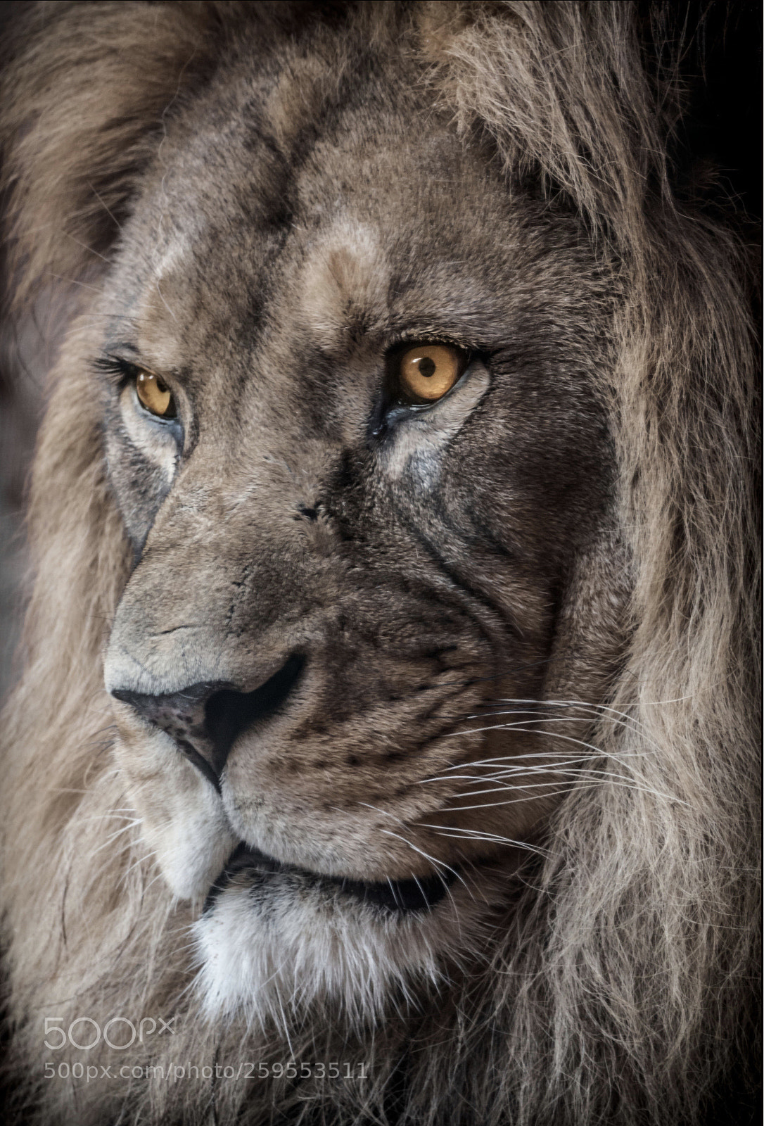 Canon EOS 70D sample photo. Lion photography