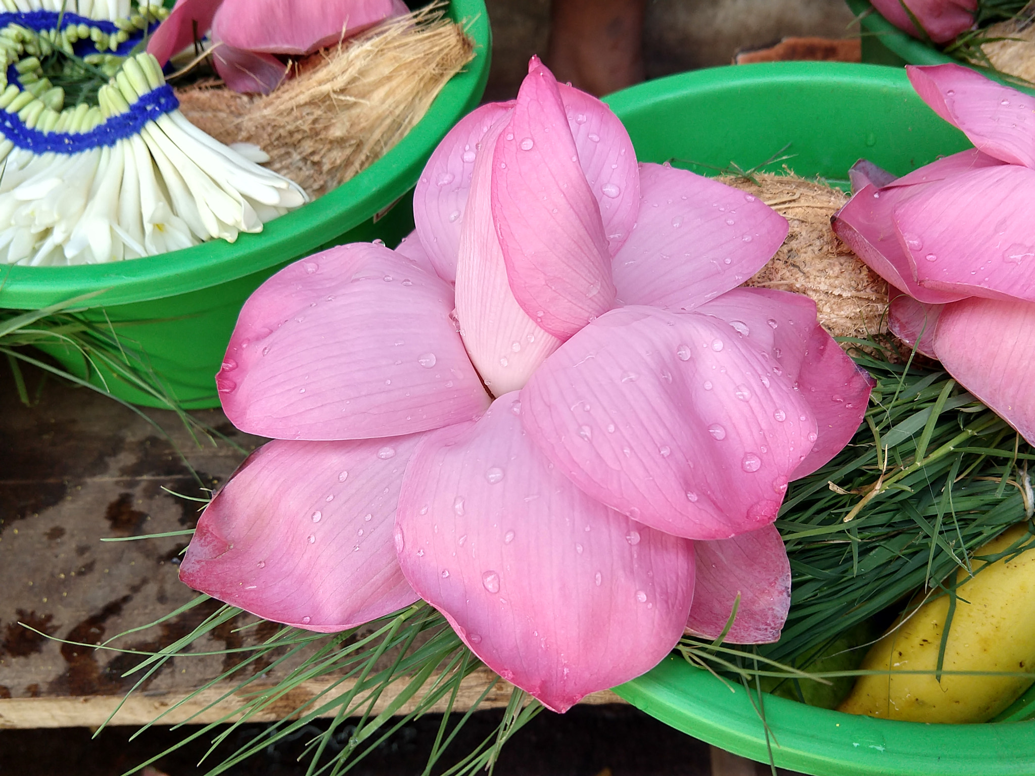 Motorola moto x4 sample photo. Water lilly!! fresh with water droplets!! photography