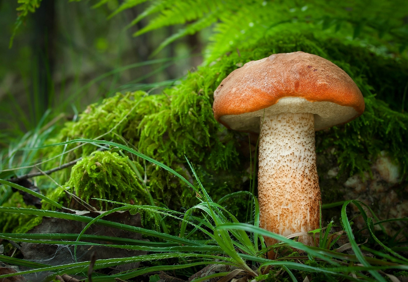 Olympus E-330 (EVOLT E-330) sample photo. Leccinum aurantiacum (red-capped scaber stalk) photography