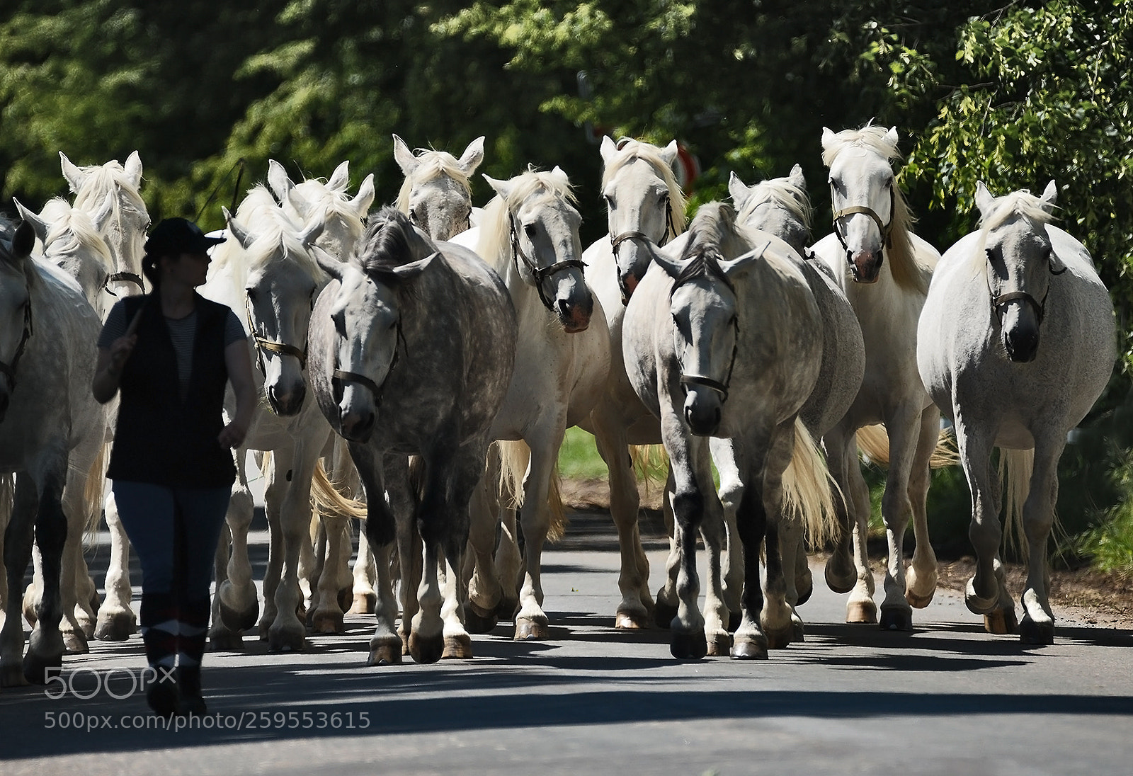 Nikon D600 sample photo. Horses photography