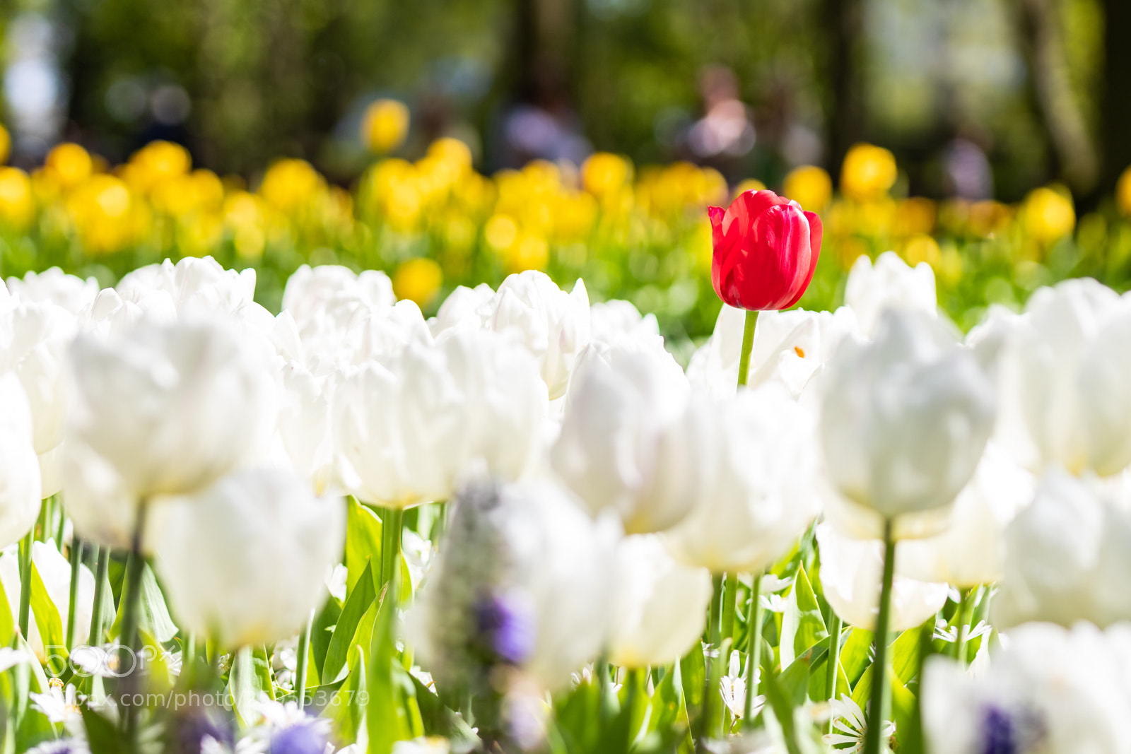 Canon EOS 77D (EOS 9000D / EOS 770D) sample photo. Red tulip sticking out photography