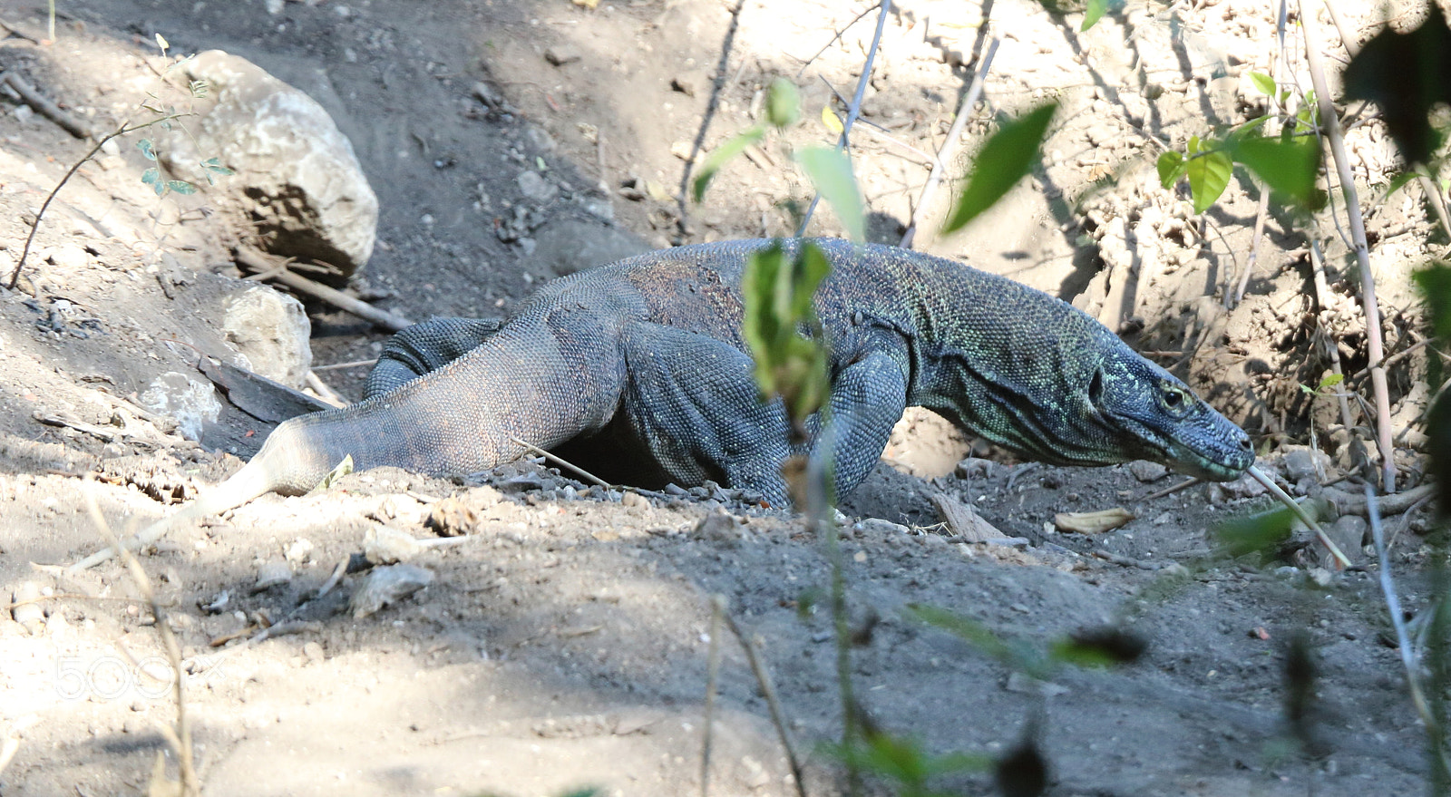 Canon EOS 760D (EOS Rebel T6s / EOS 8000D) sample photo. Komodo dragon photography