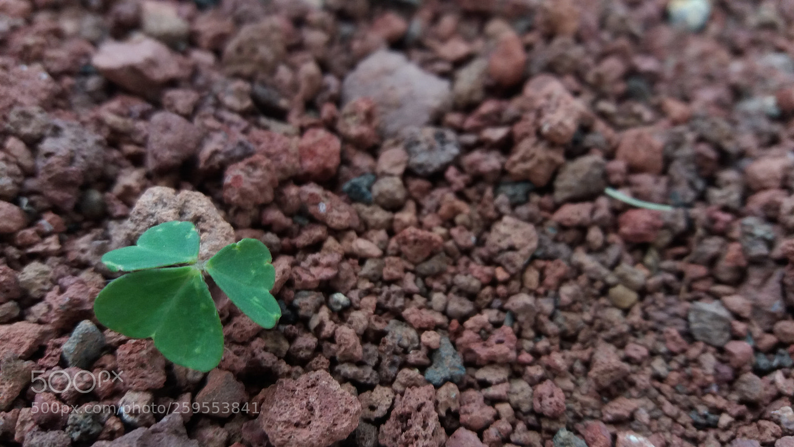 Samsung Galaxy J5 sample photo. Trebol☘️ photography