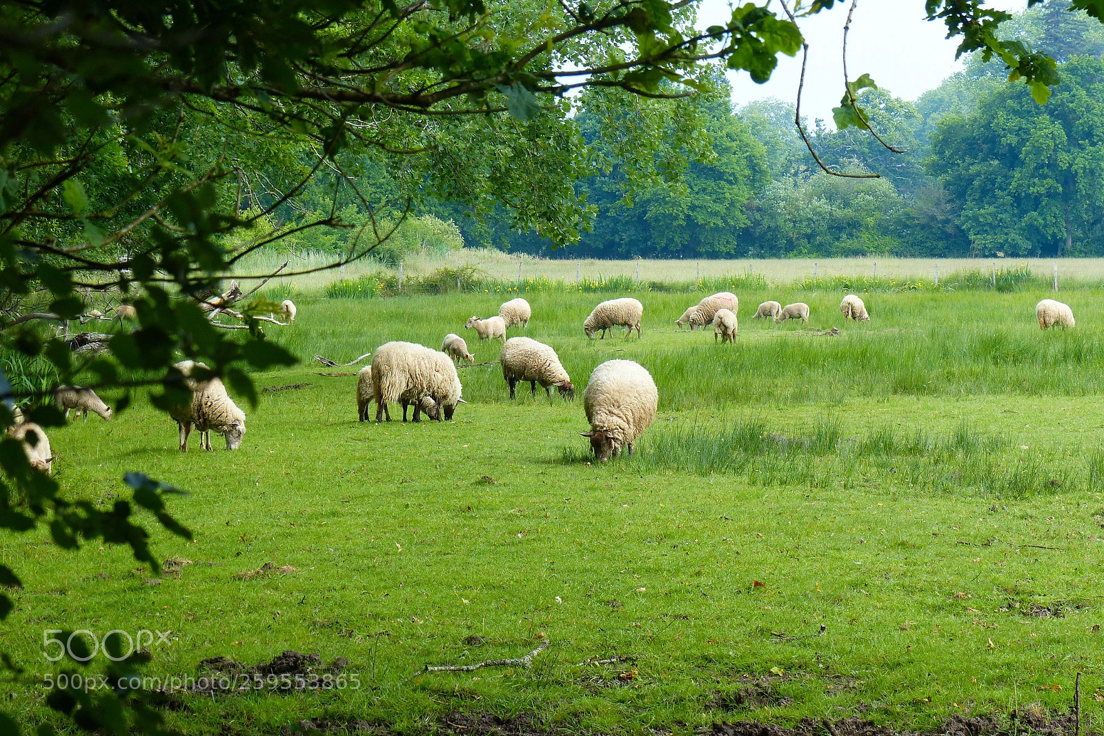 Panasonic Lumix DMC-FZ200 sample photo. Moutons photography