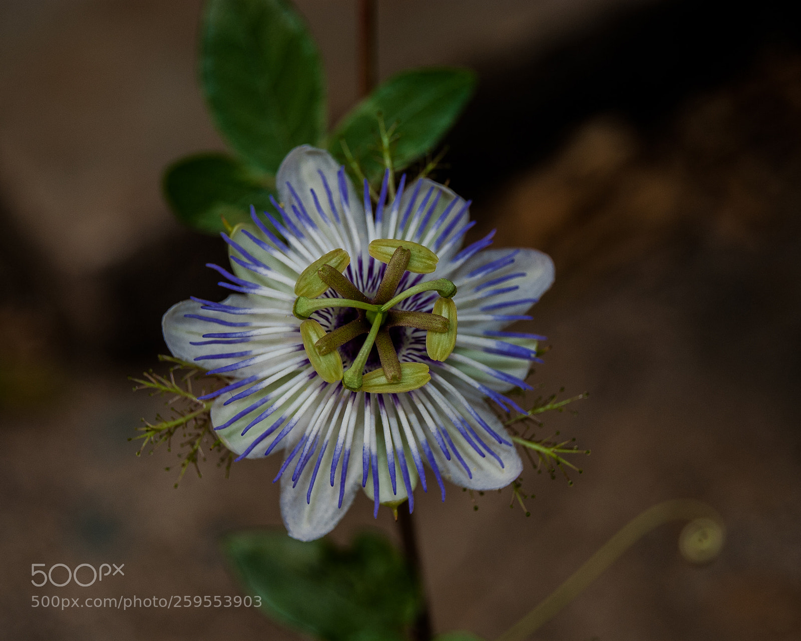 Nikon D200 sample photo. Flower photography