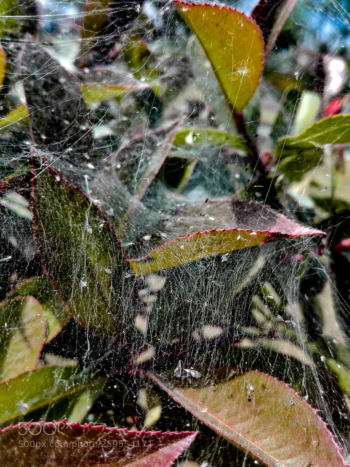 HUAWEI P8 Lite sample photo. Spider web photography