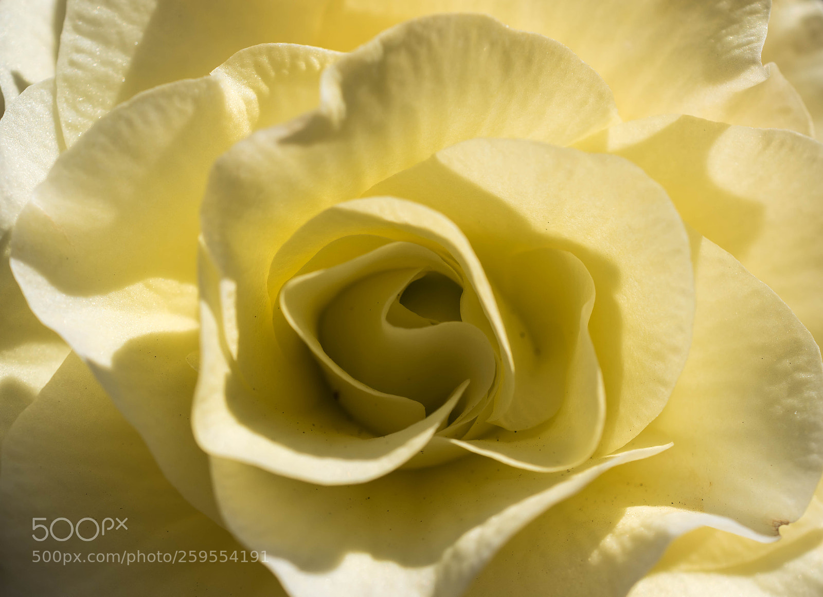 Nikon D5600 sample photo. Begonienblüte photography