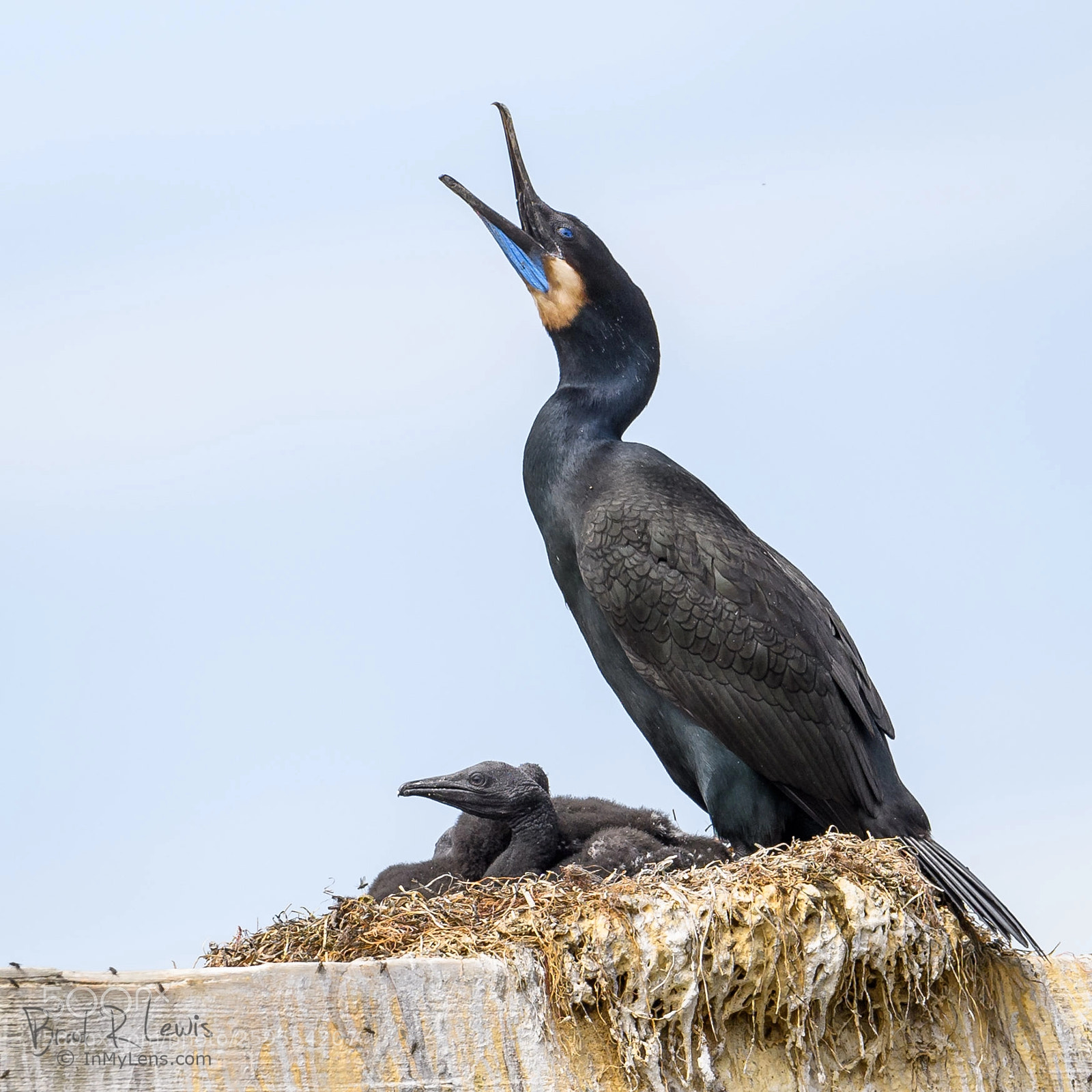Nikon D5 sample photo. Brandt's cormorant - raising photography