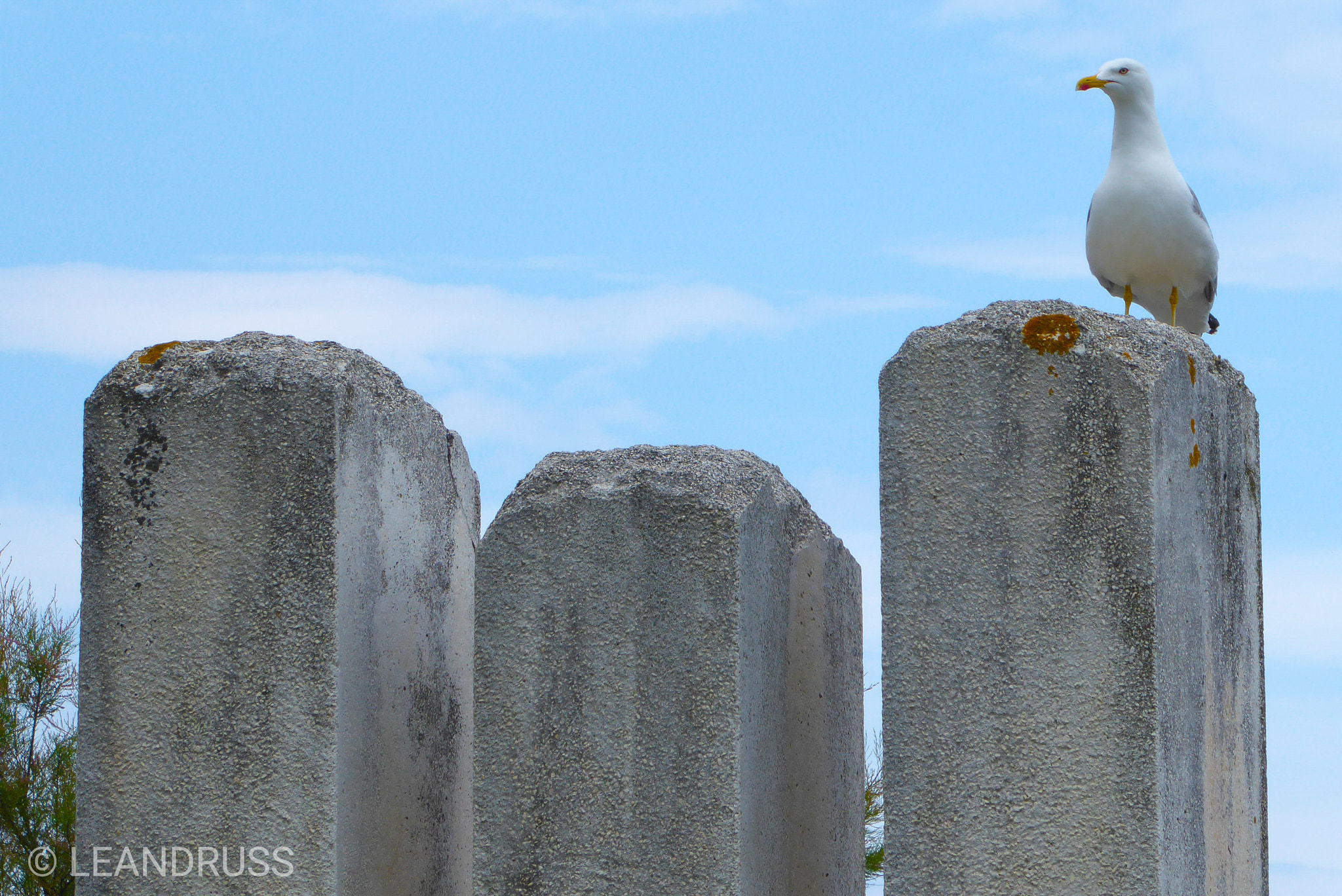 Panasonic Lumix DMC-ZS50 (Lumix DMC-TZ70) sample photo. My kingdom photography