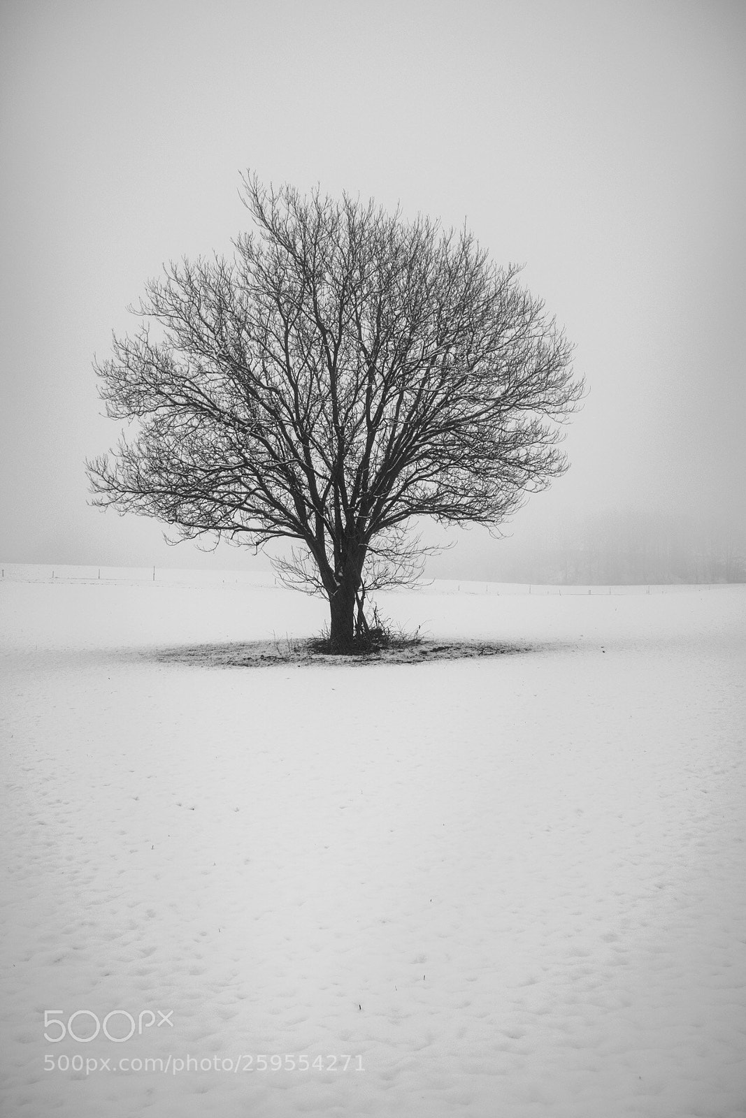 Olympus OM-D E-M10 II sample photo. Lonesome tree photography