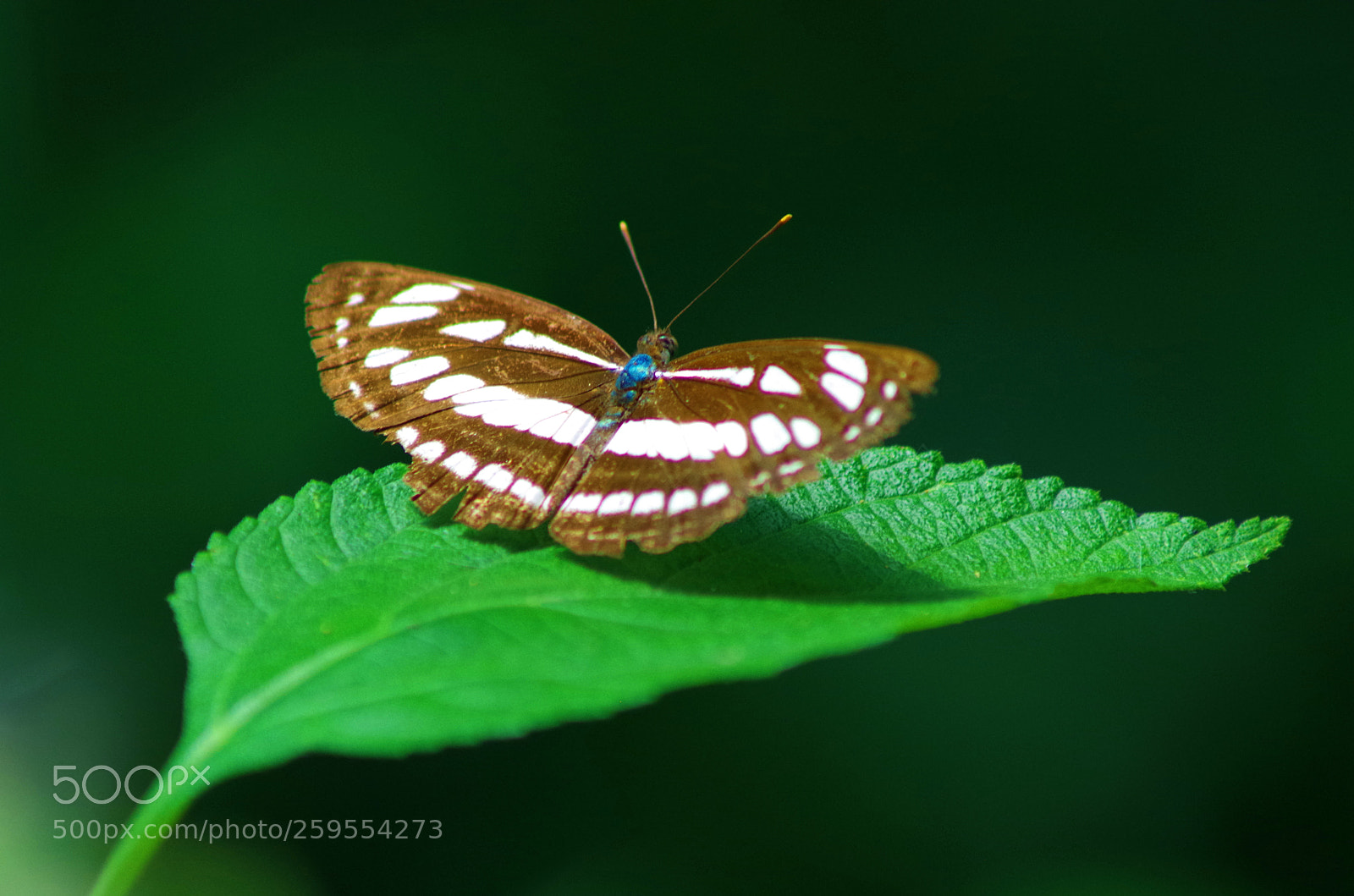 Pentax K-500 sample photo. Common sailer ! photography
