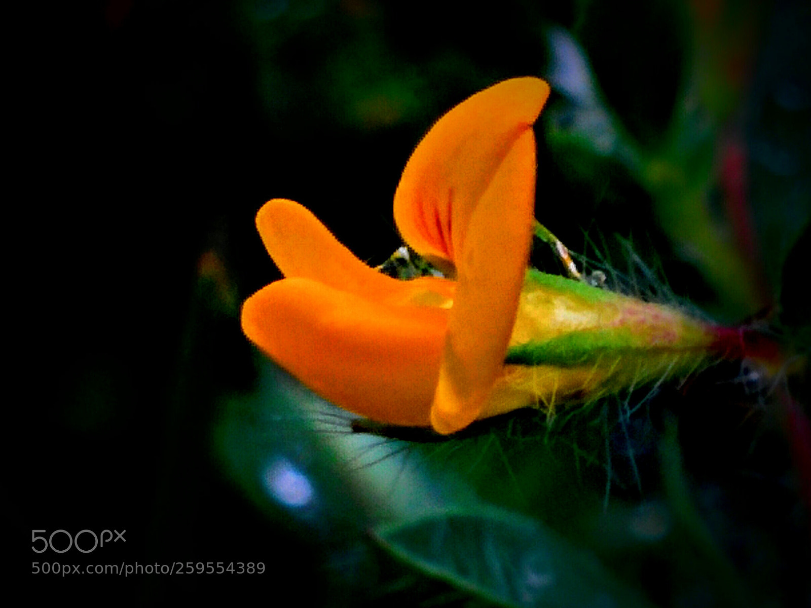 LG Nexus 5 sample photo. Lotus corniculatus photography