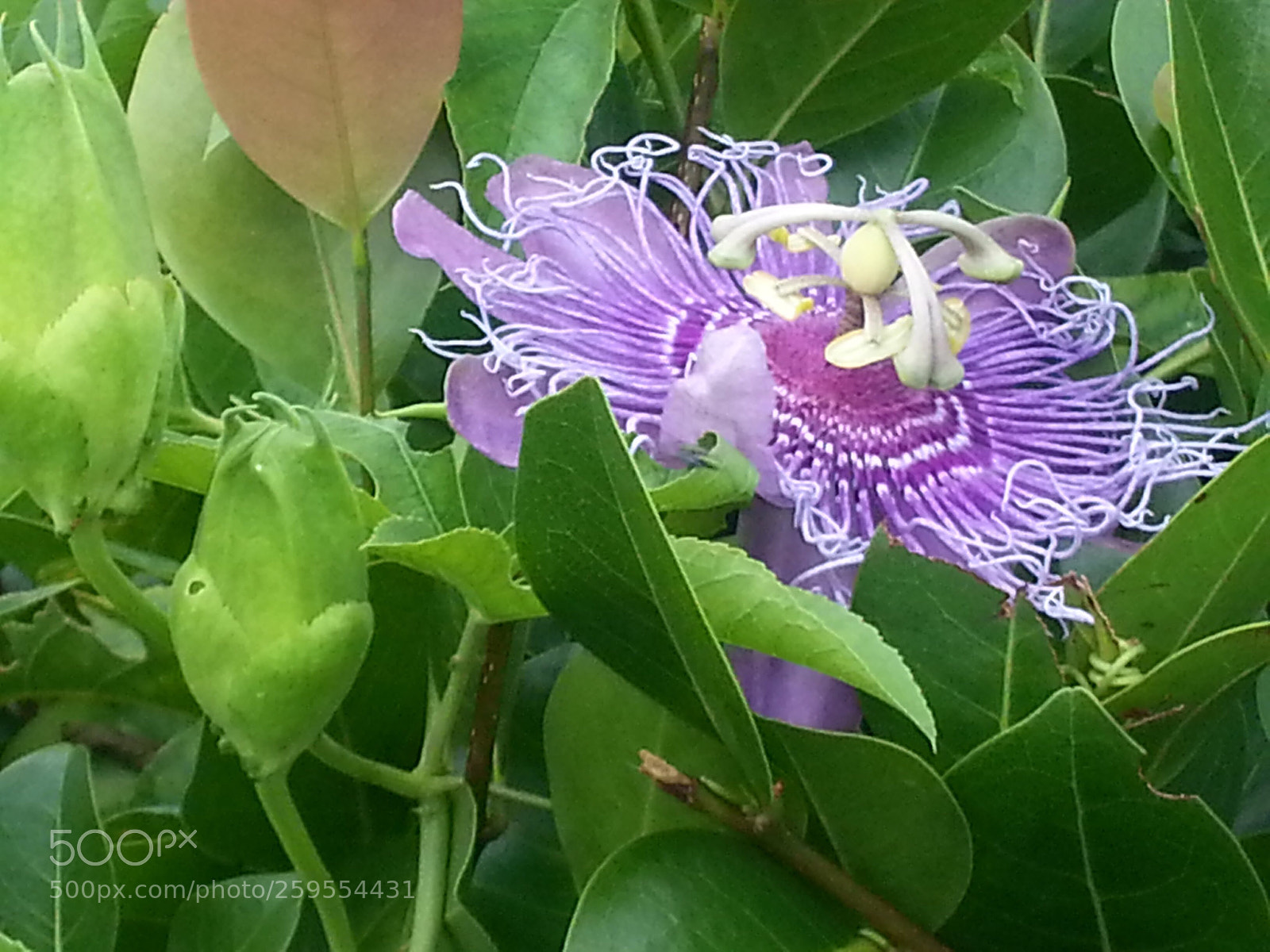 Samsung Galaxy S3 sample photo. Purple  photography