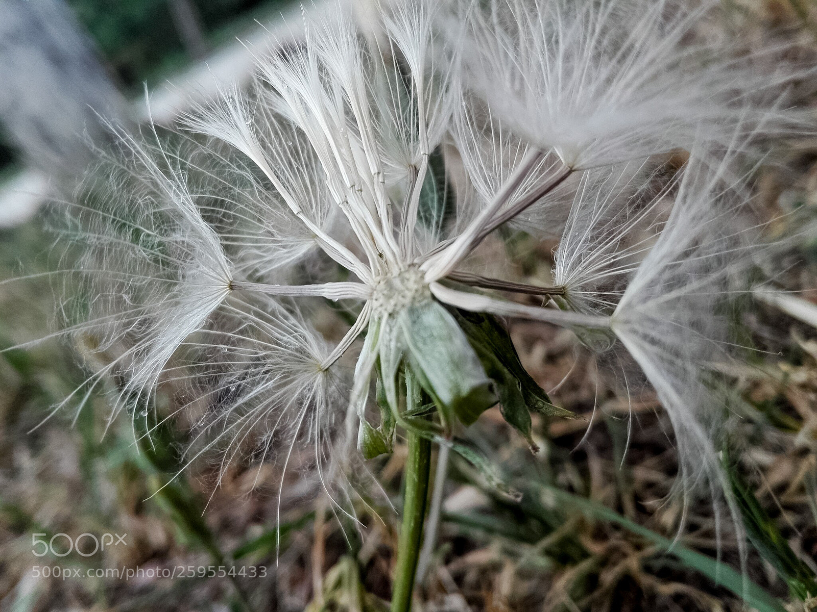 HUAWEI P8 Lite sample photo. Dandelion photography