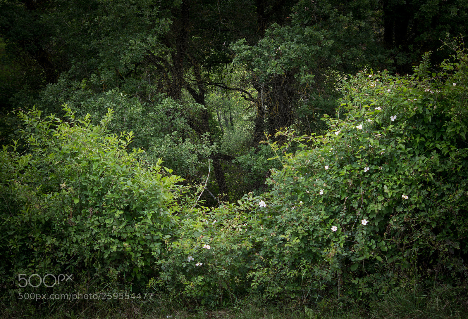 Pentax K-3 sample photo. Green frame photography