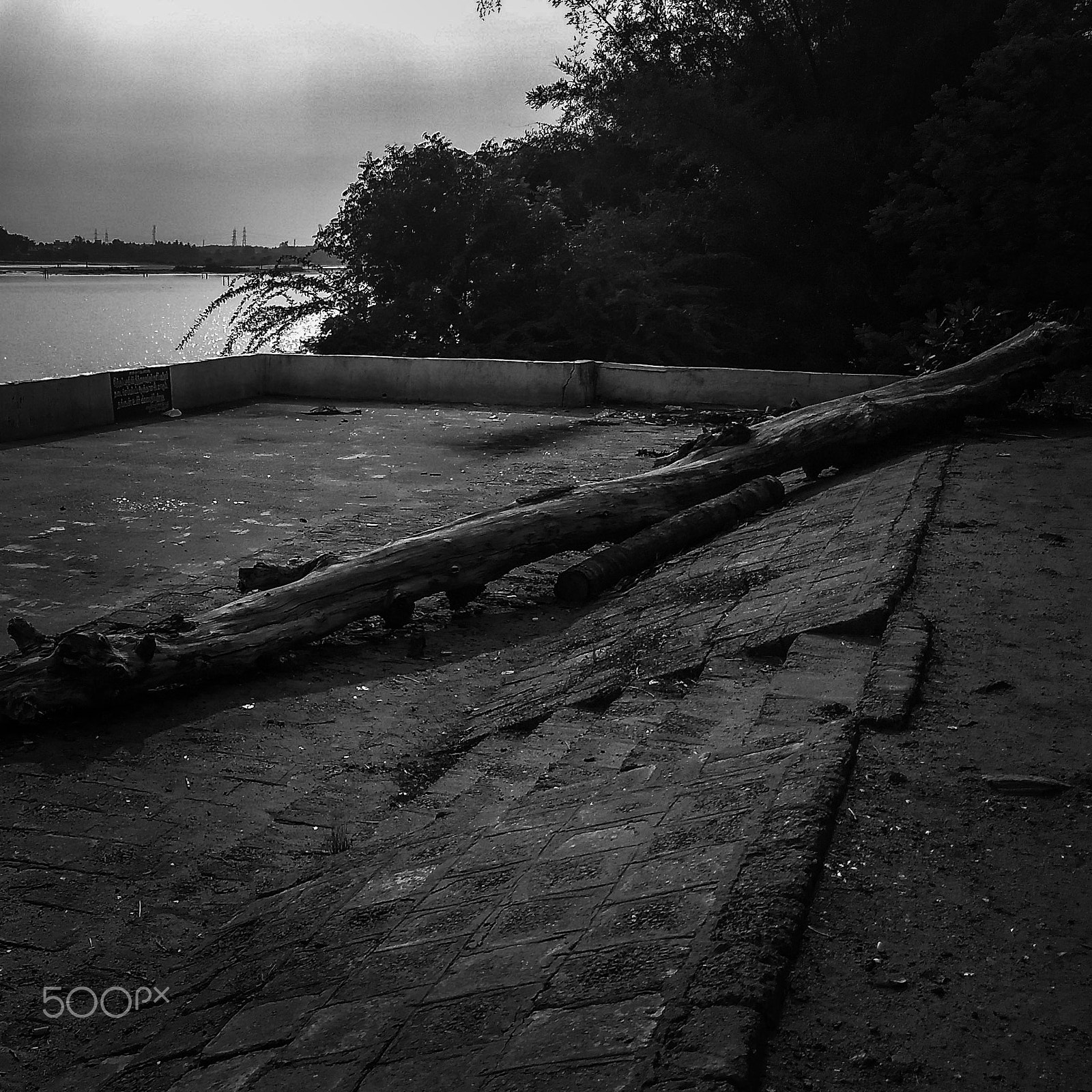 Motorola Moto G (5) Plus sample photo. Uprooted and fallen! photography