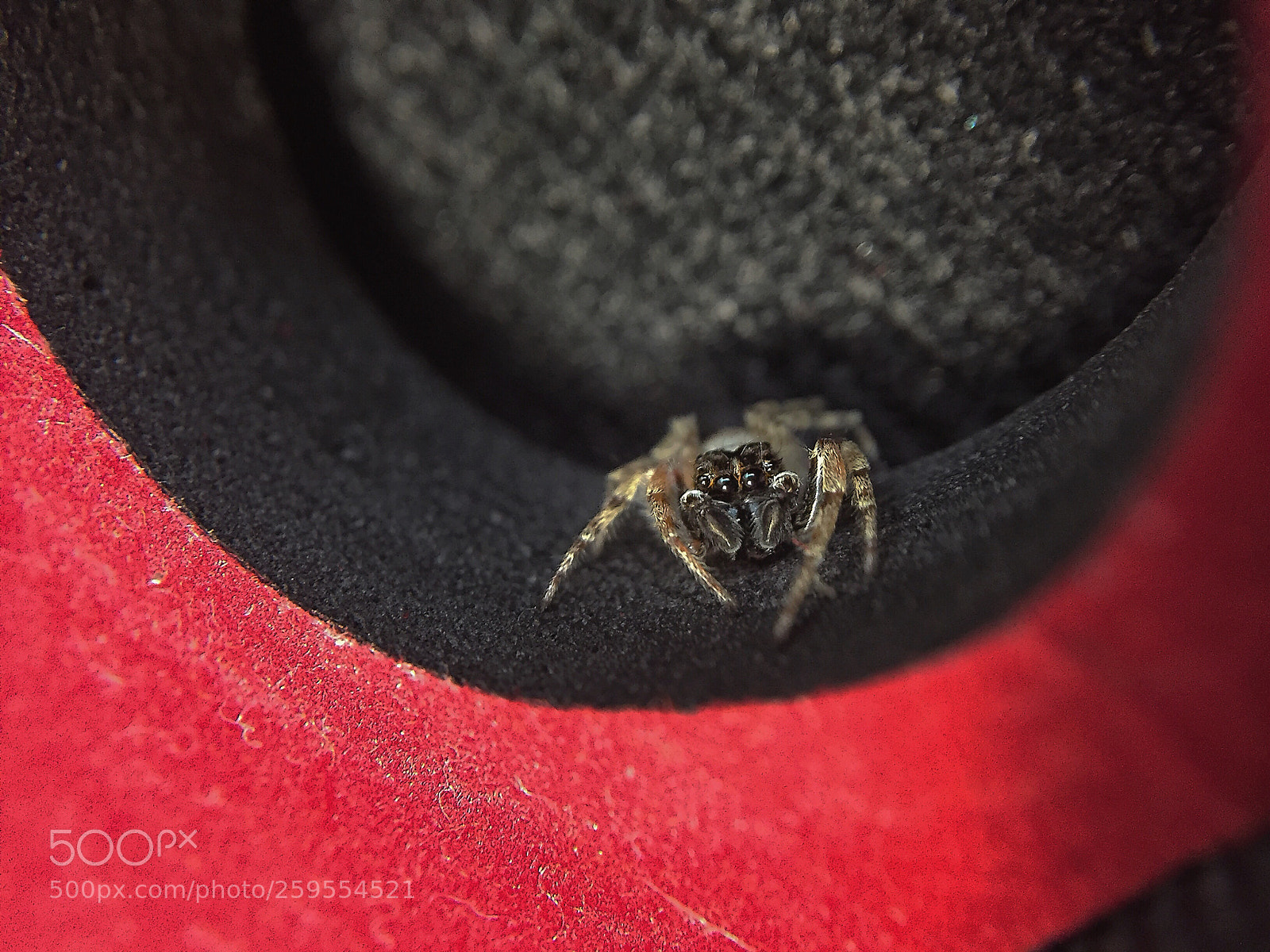 Apple iPhone 6 sample photo. Jumping spider photography