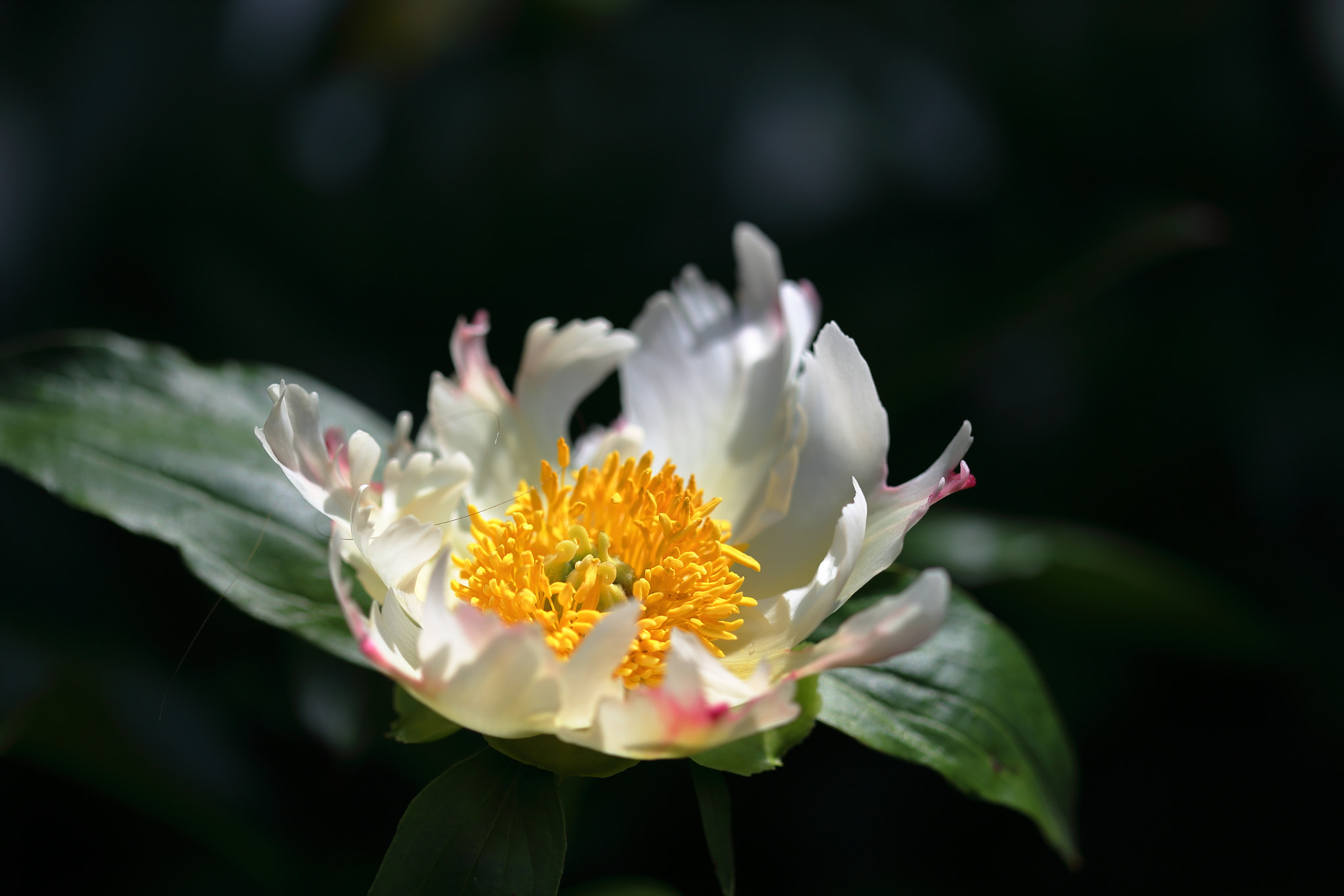 Canon EF 100mm F2.8 Macro USM sample photo. Flowers 2 photography