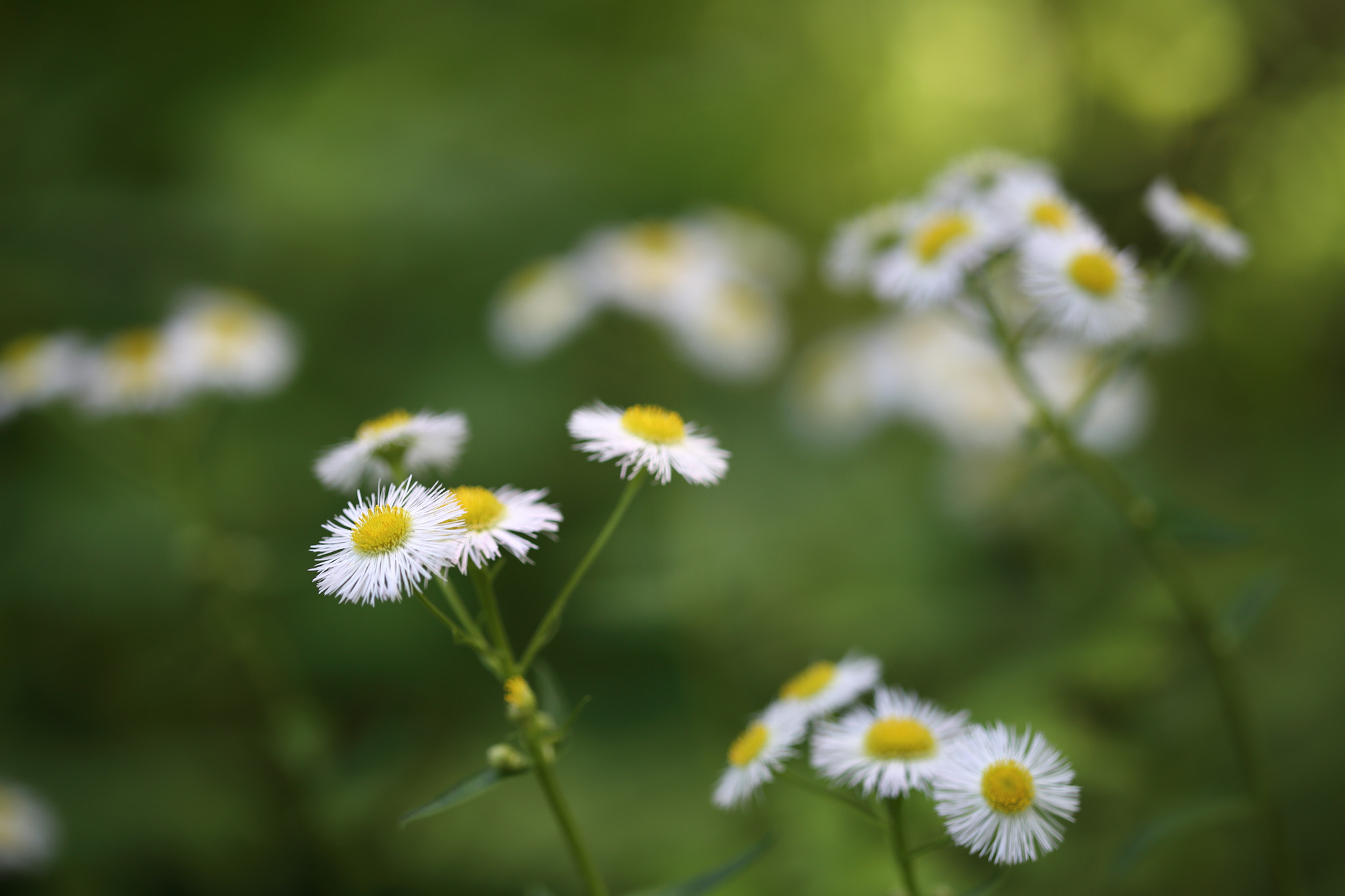 Canon EF 100mm F2.8 Macro USM sample photo. Flowers 1 photography