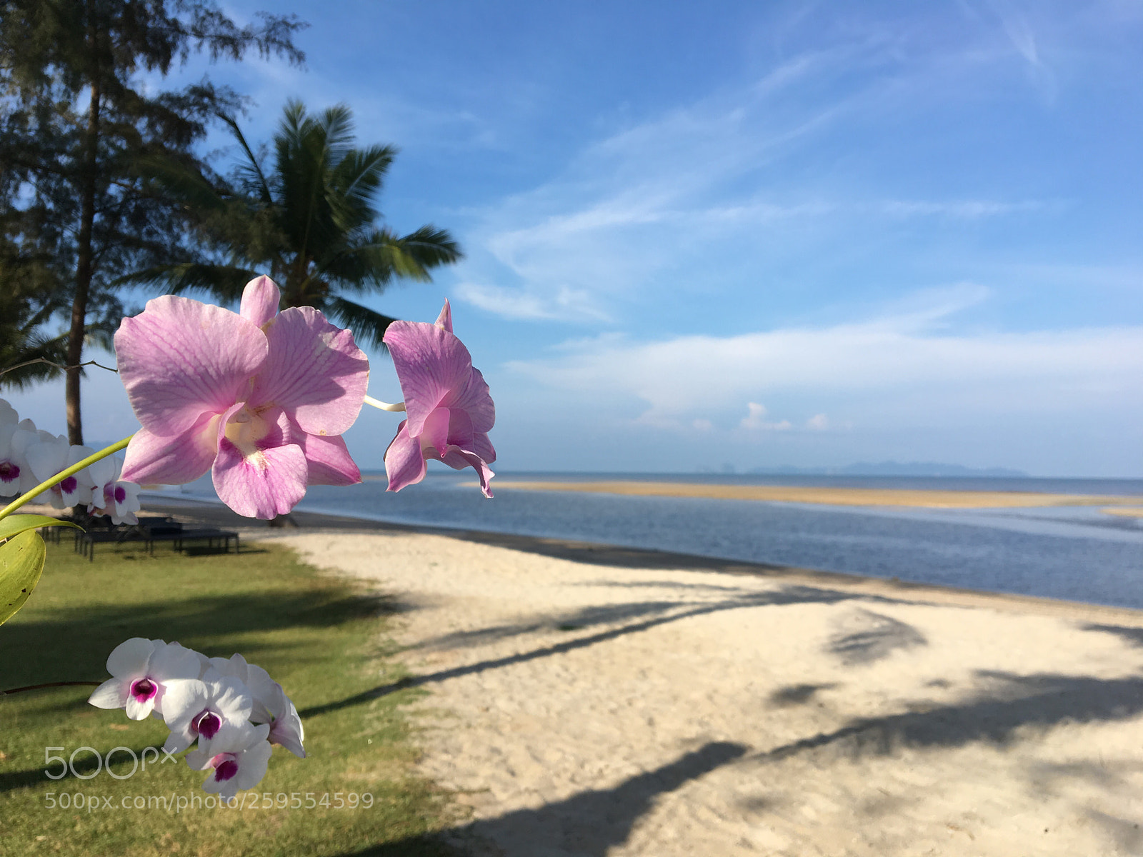 Apple iPhone 6s sample photo. Sikao, thailand photography