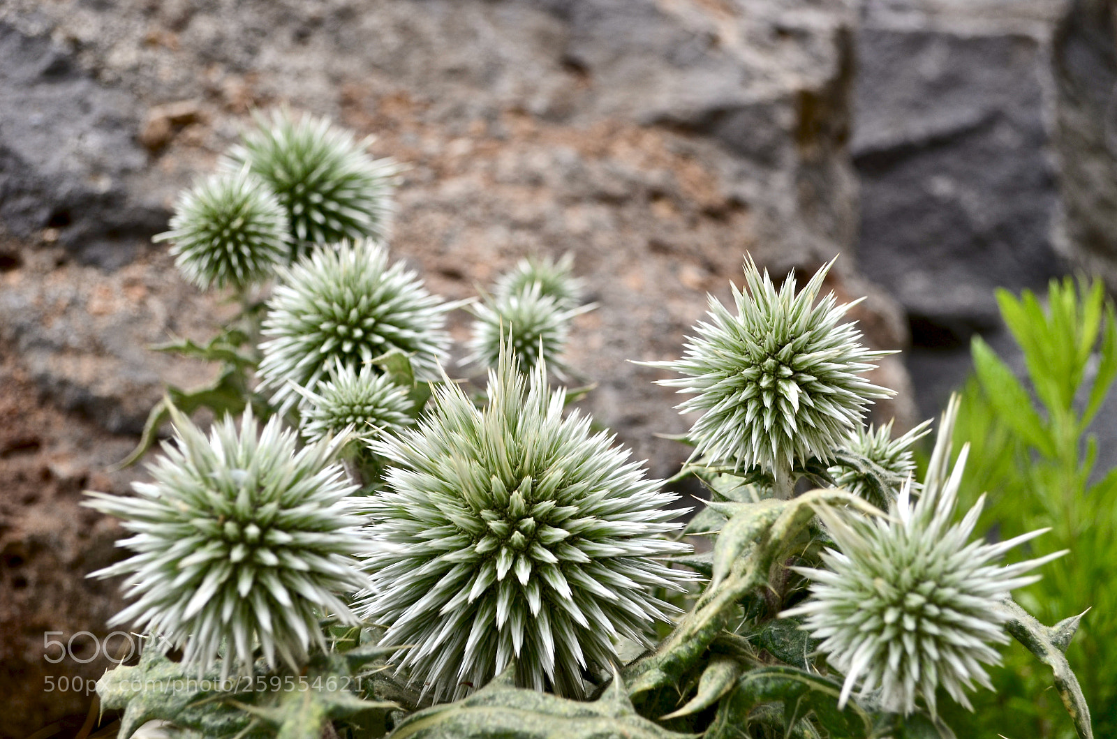 Nikon D5100 sample photo. Fullsizeoutput photography