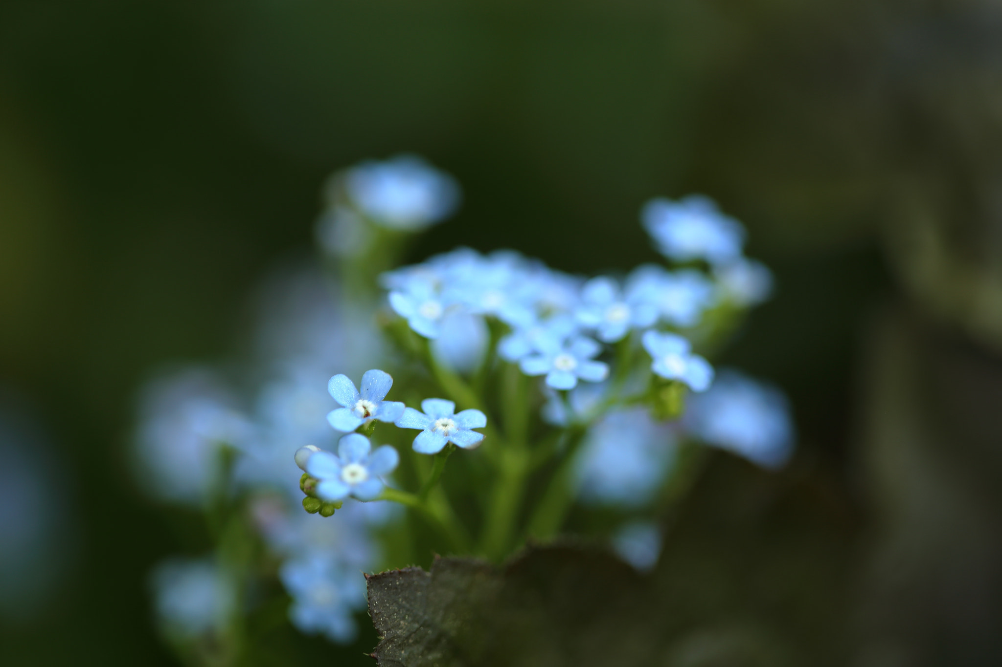 Canon EF 100mm F2.8 Macro USM sample photo. Flowers 3 photography